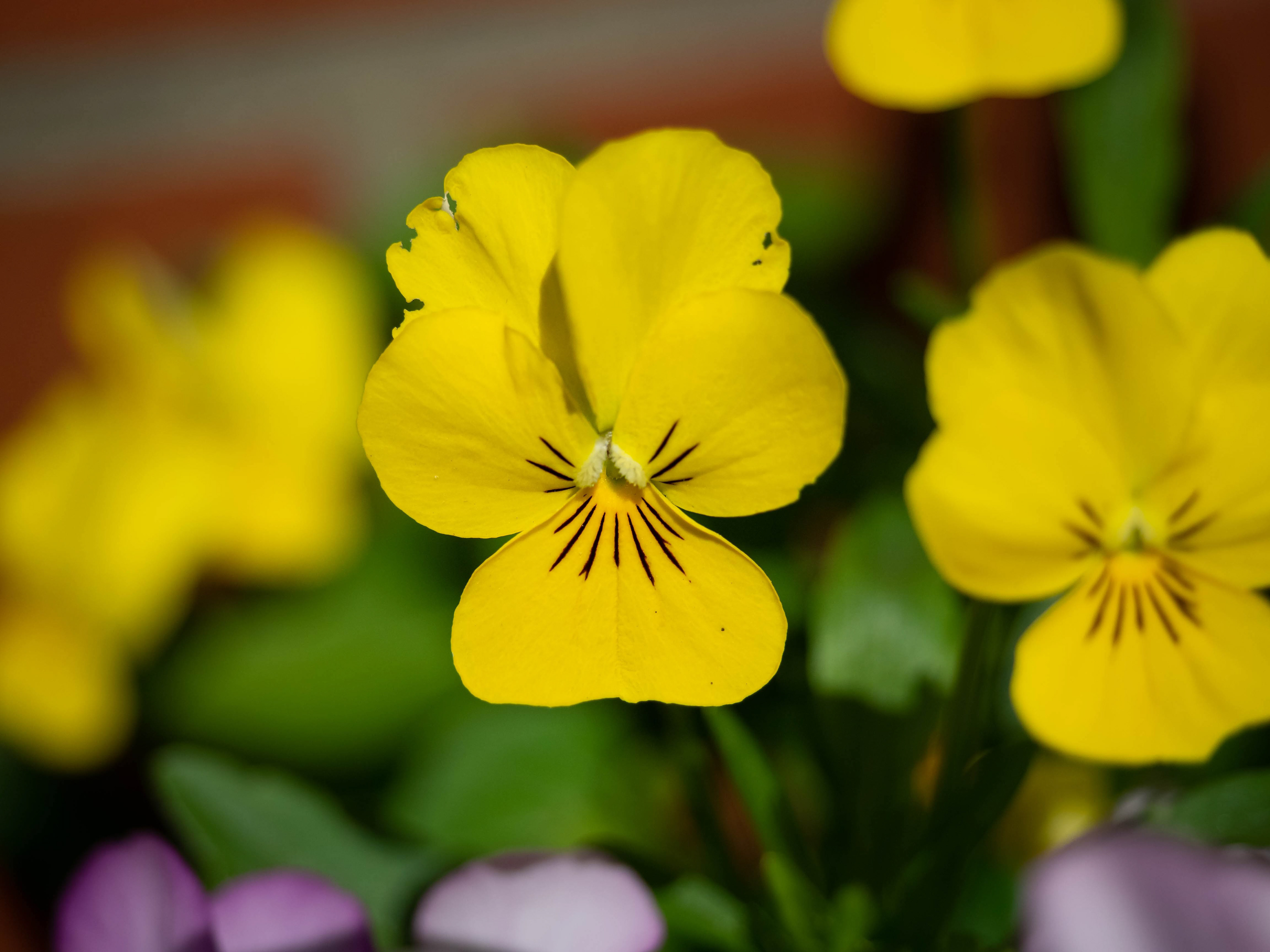 horn violet