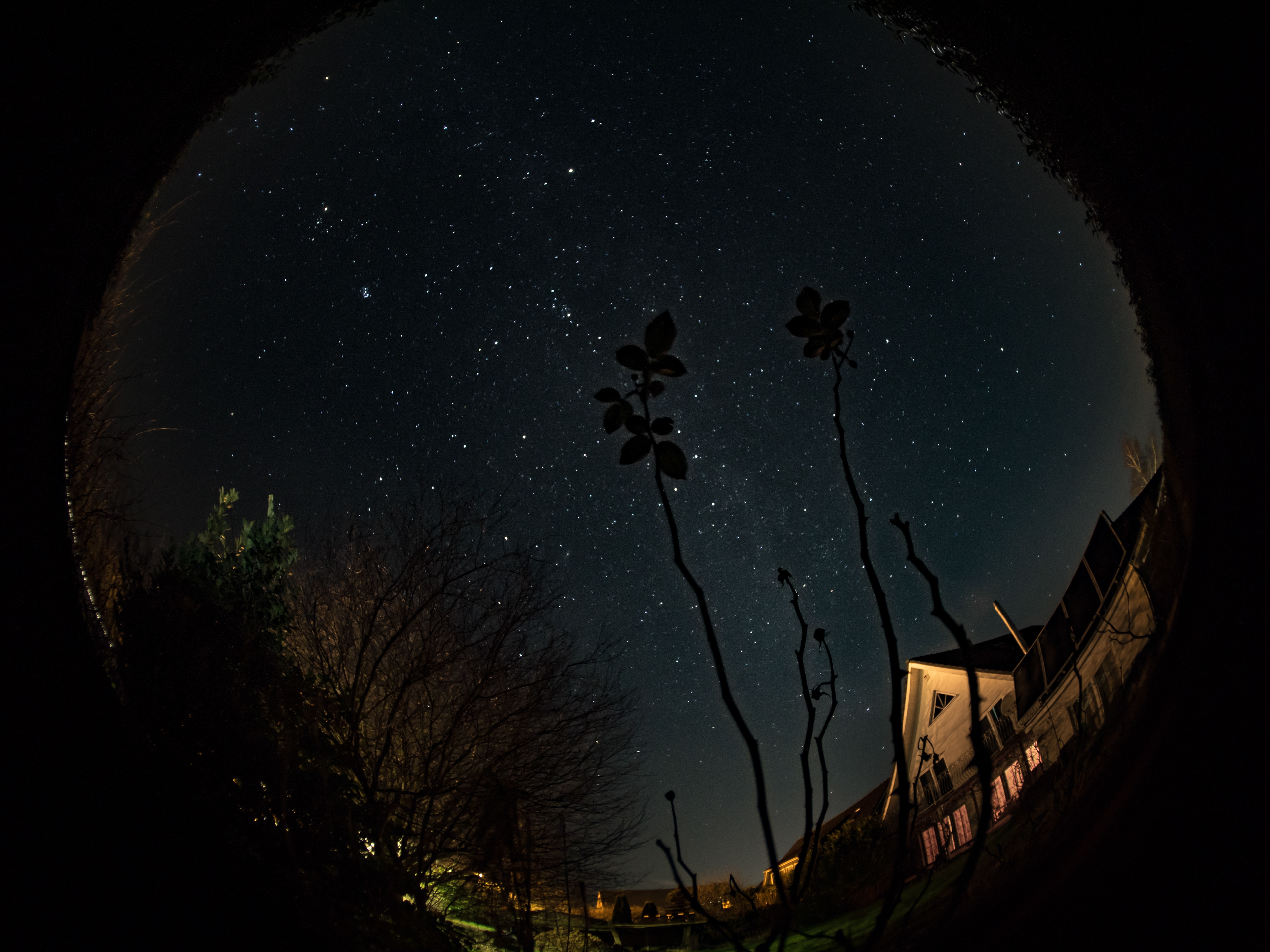 Stars over some Roses