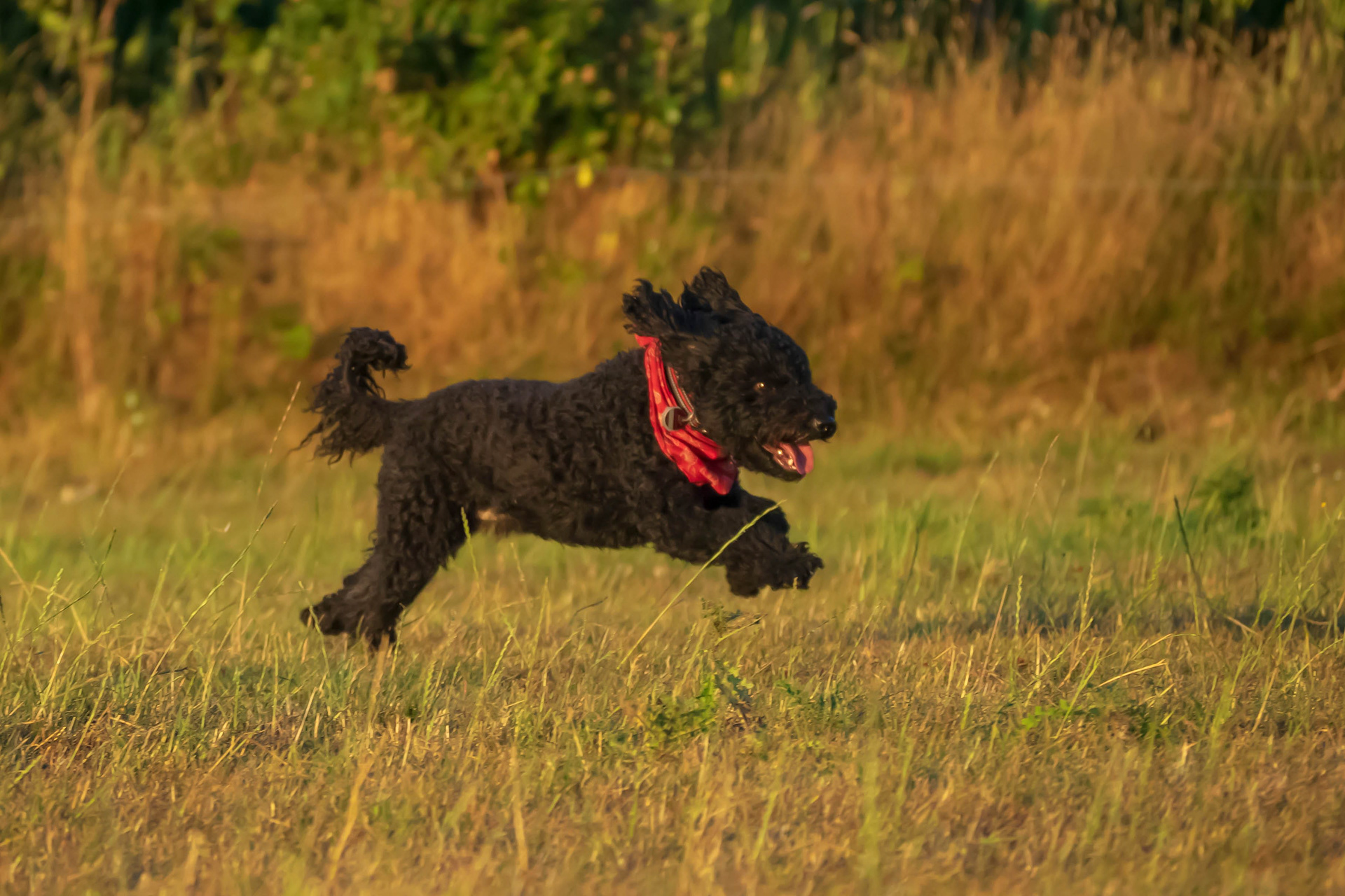 Running Happy Dog