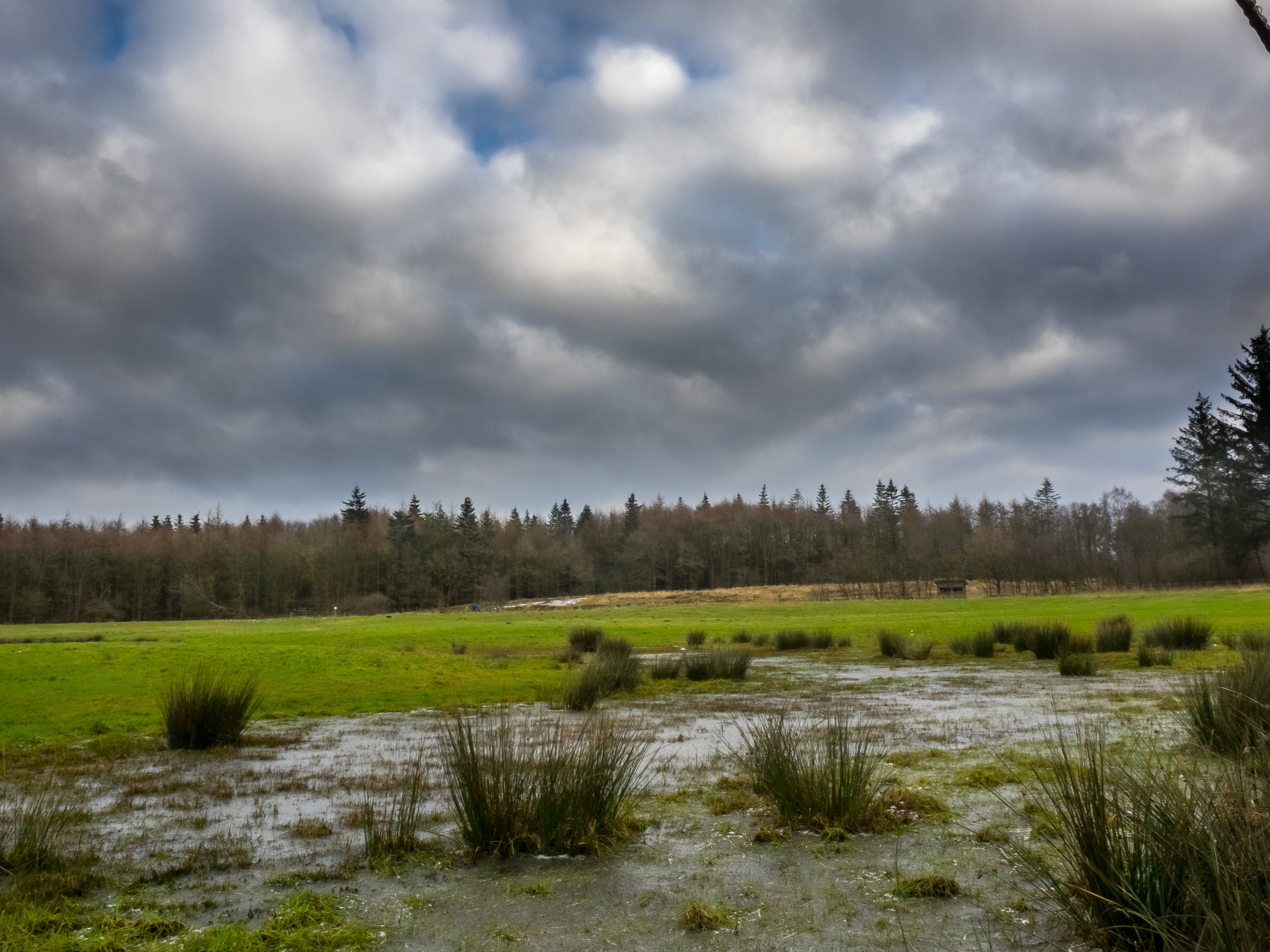 Flat Landscape with Forest
