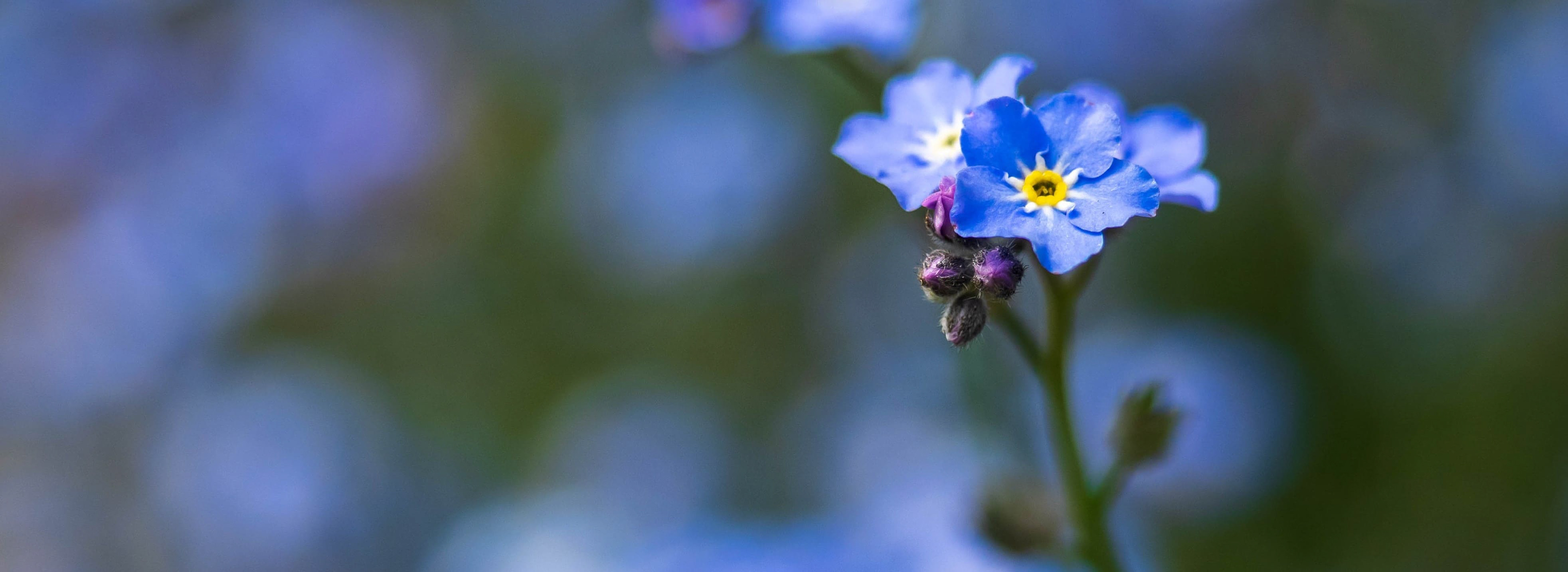 Myosotis
