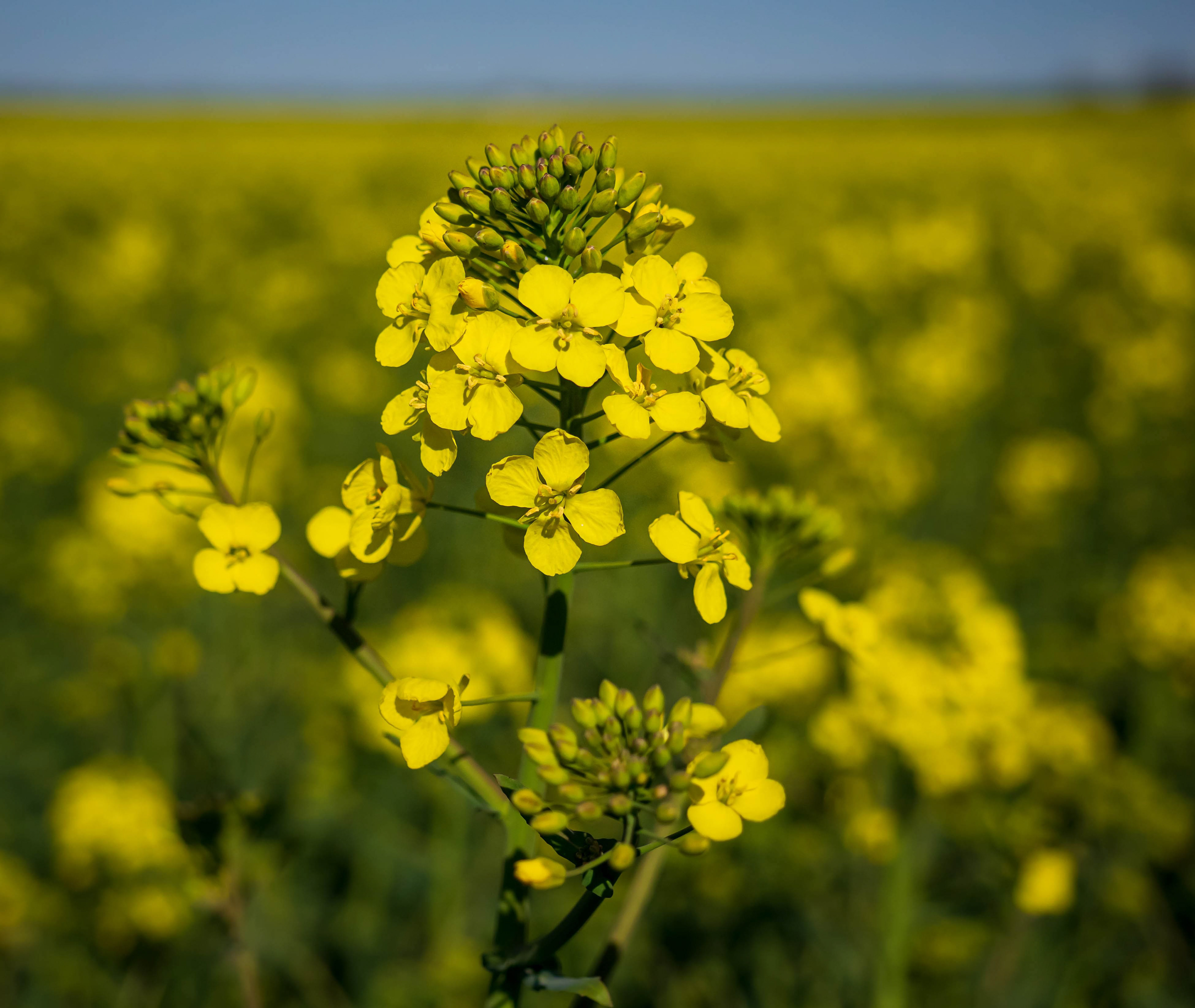 Single Rapeplant in front of a Field