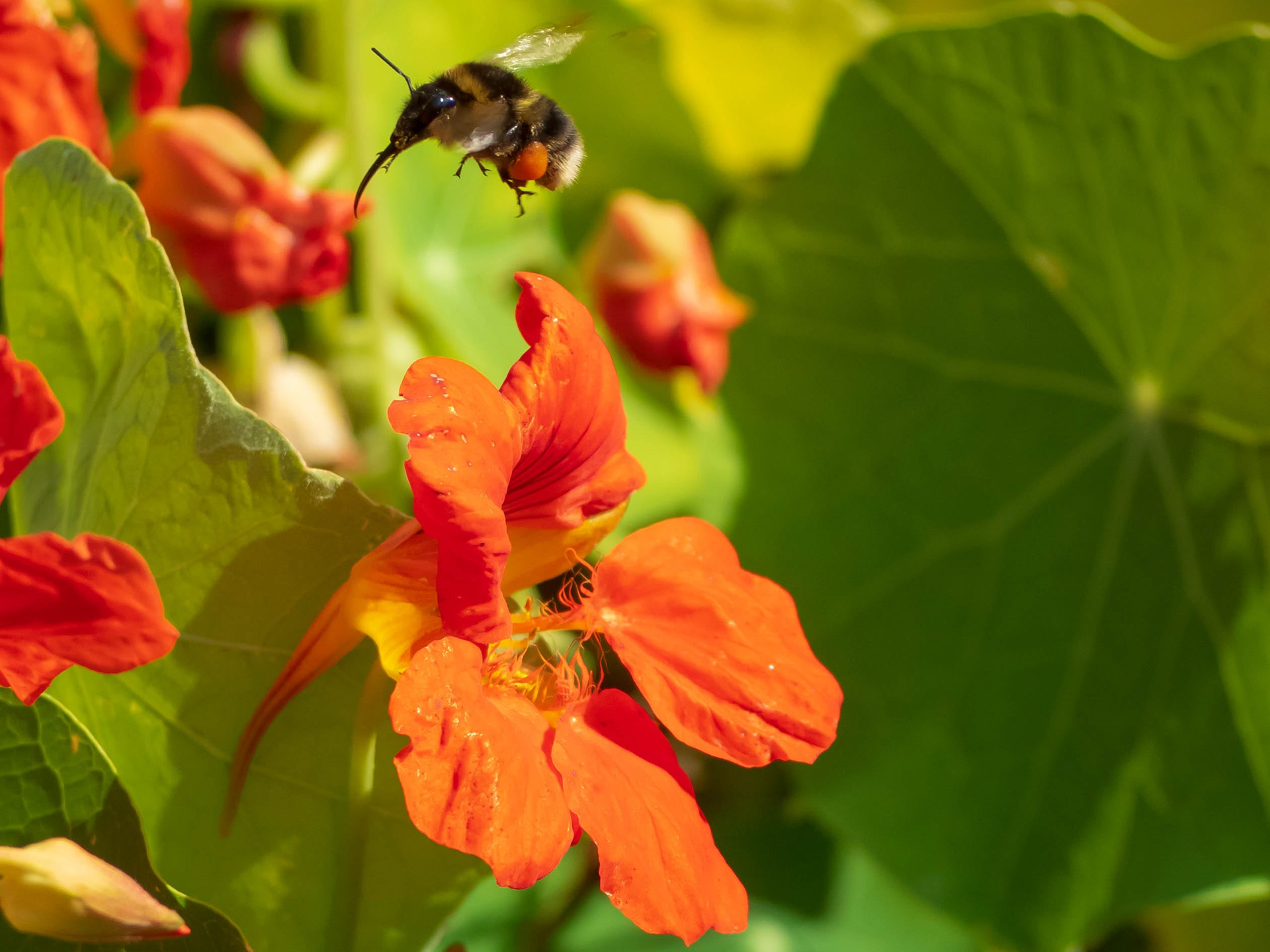 Flying Bumblebee
