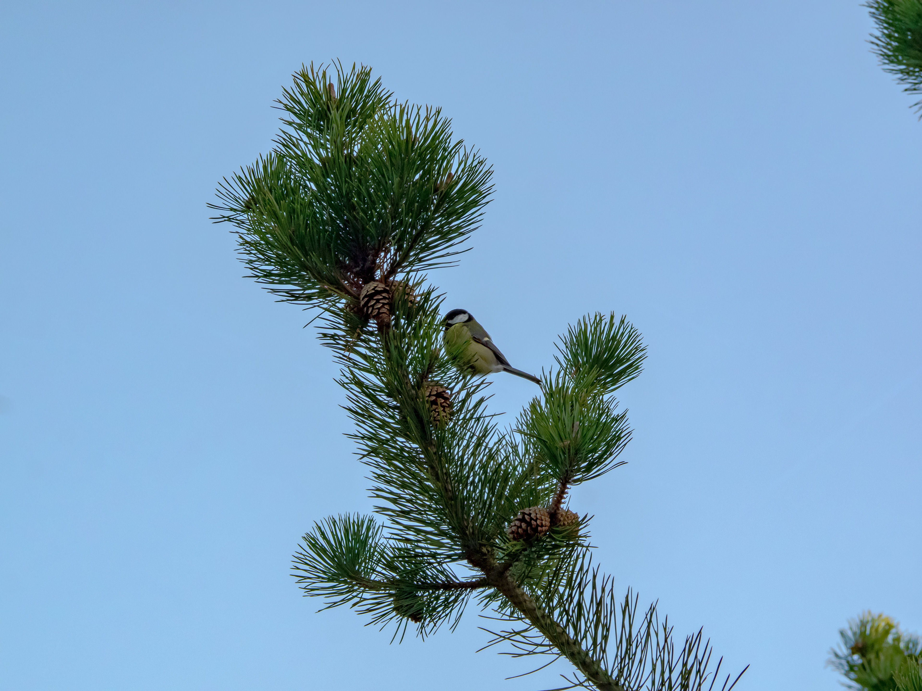Sparrow