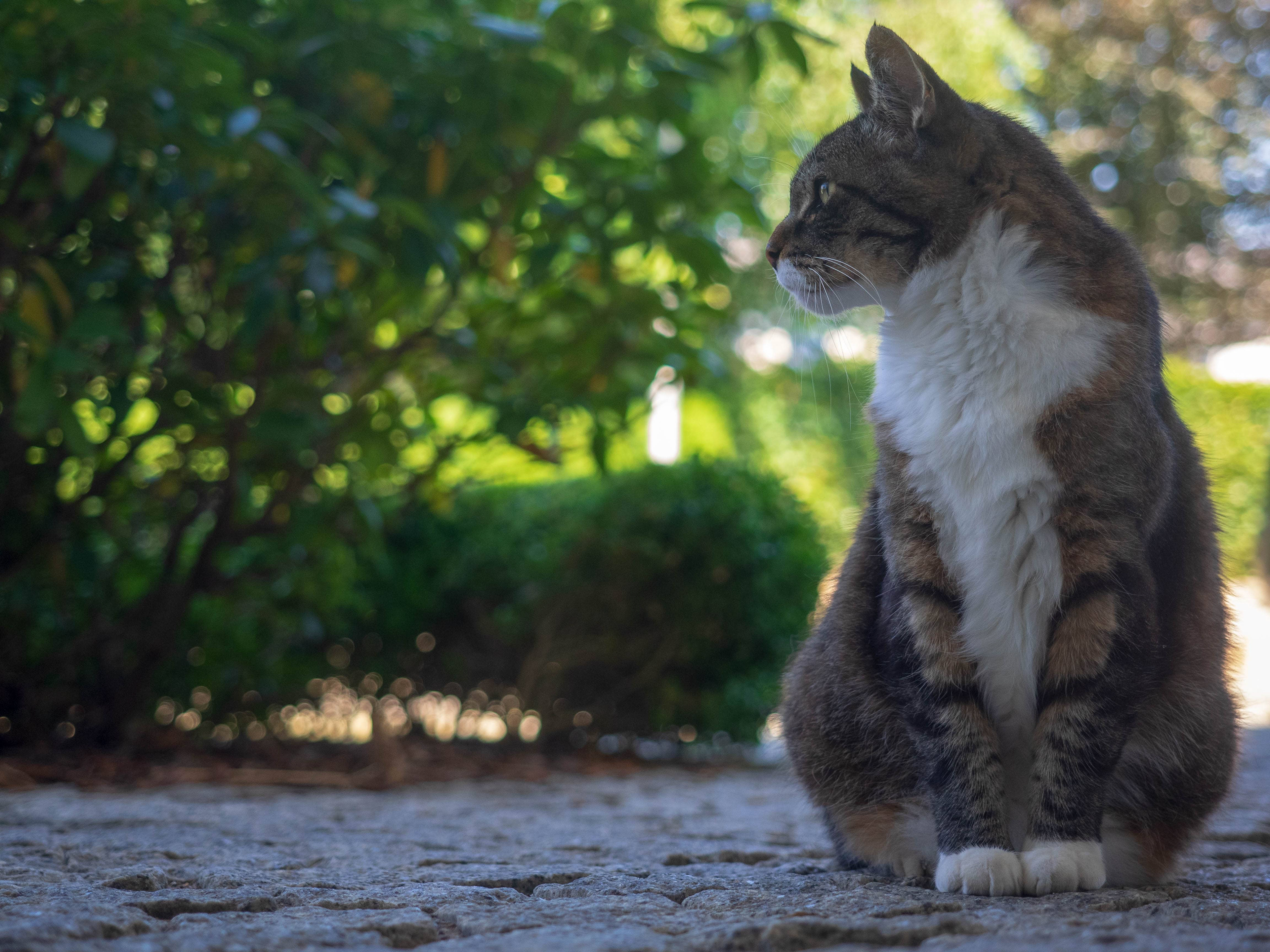 Cat is watching you