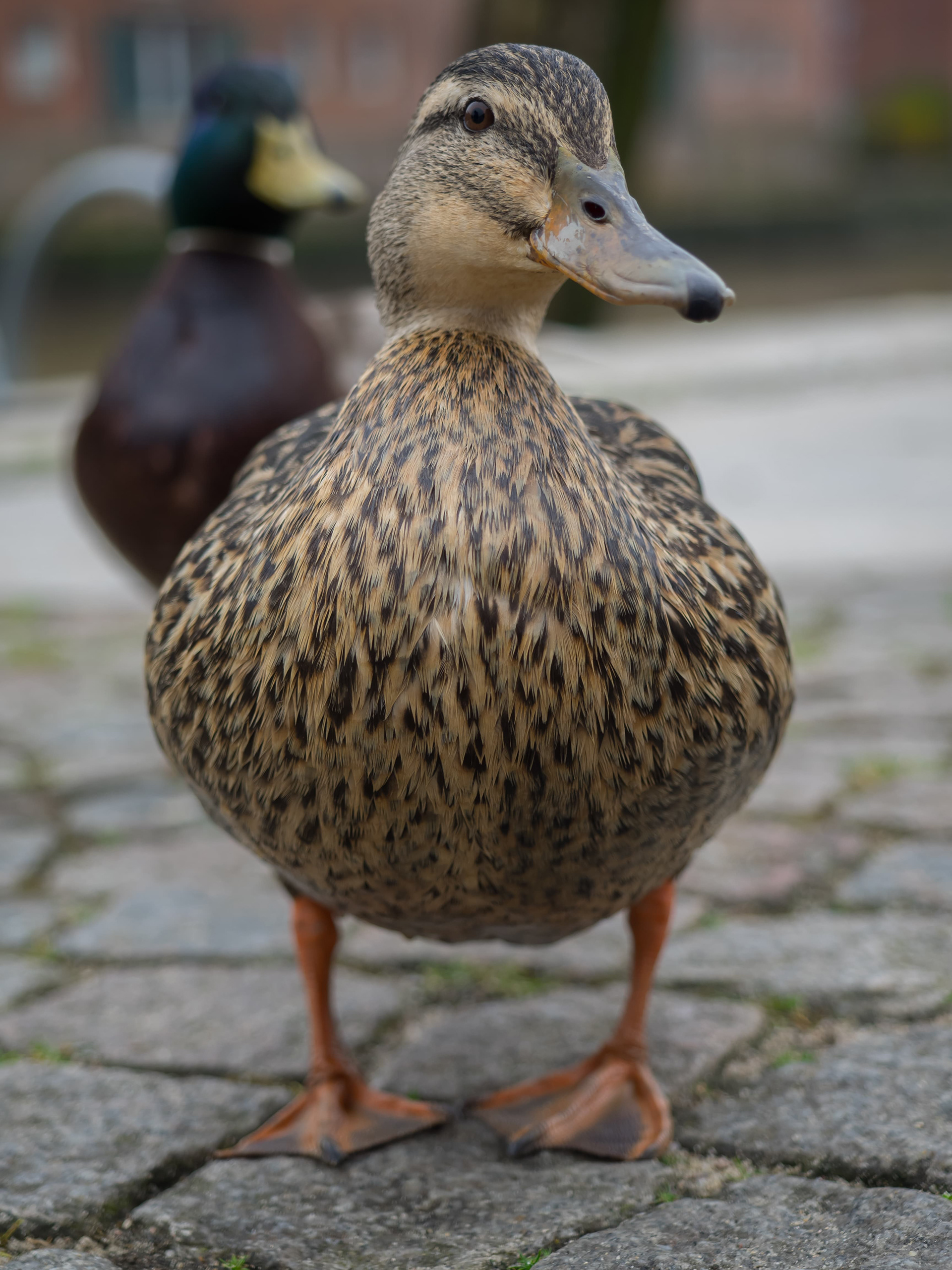 Hi, Duck