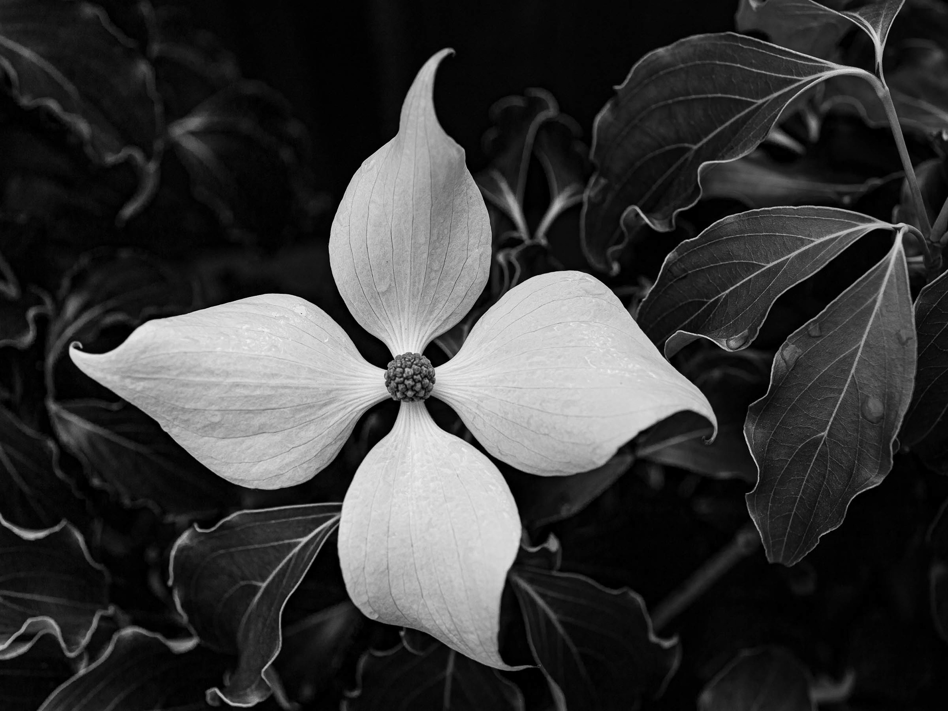 #0032 Palladium print (M, L)