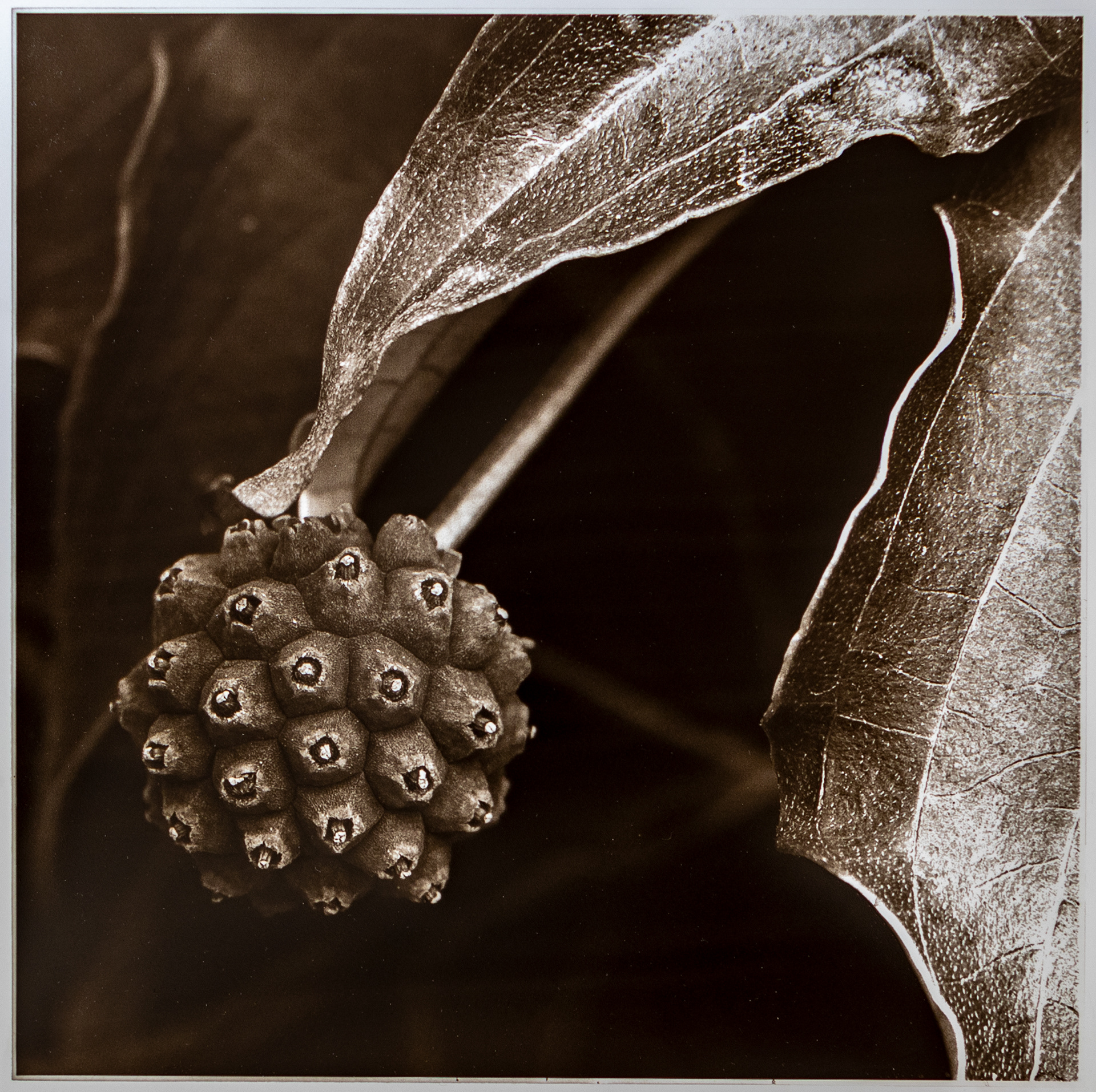 #0123 Carbon print (S, M)