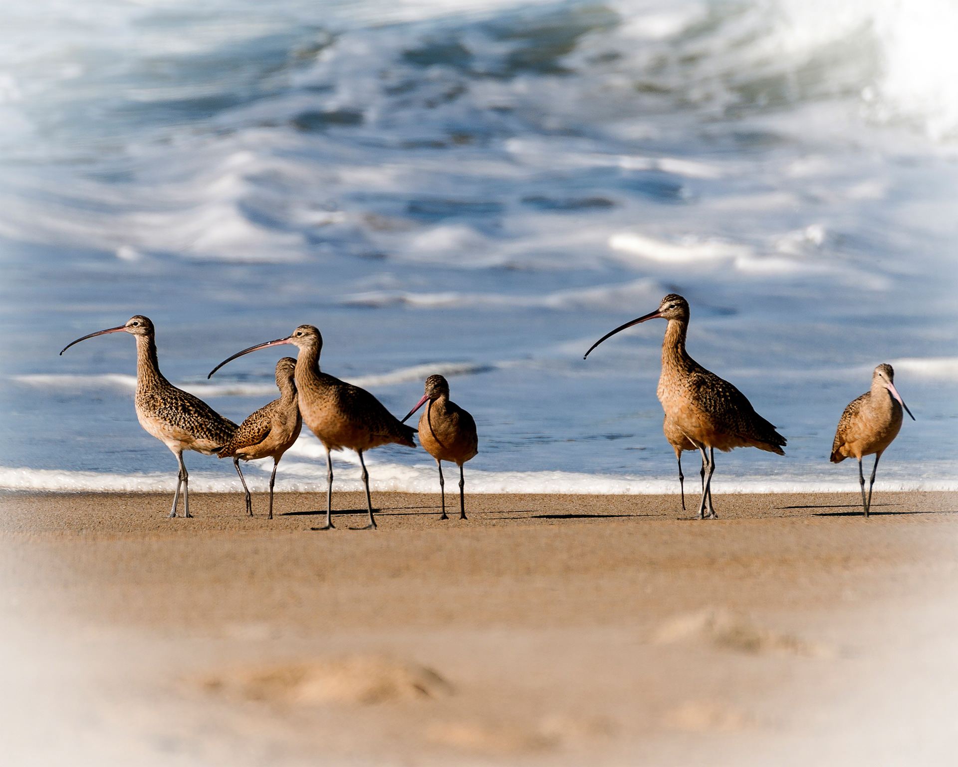 Long Billed Curlew