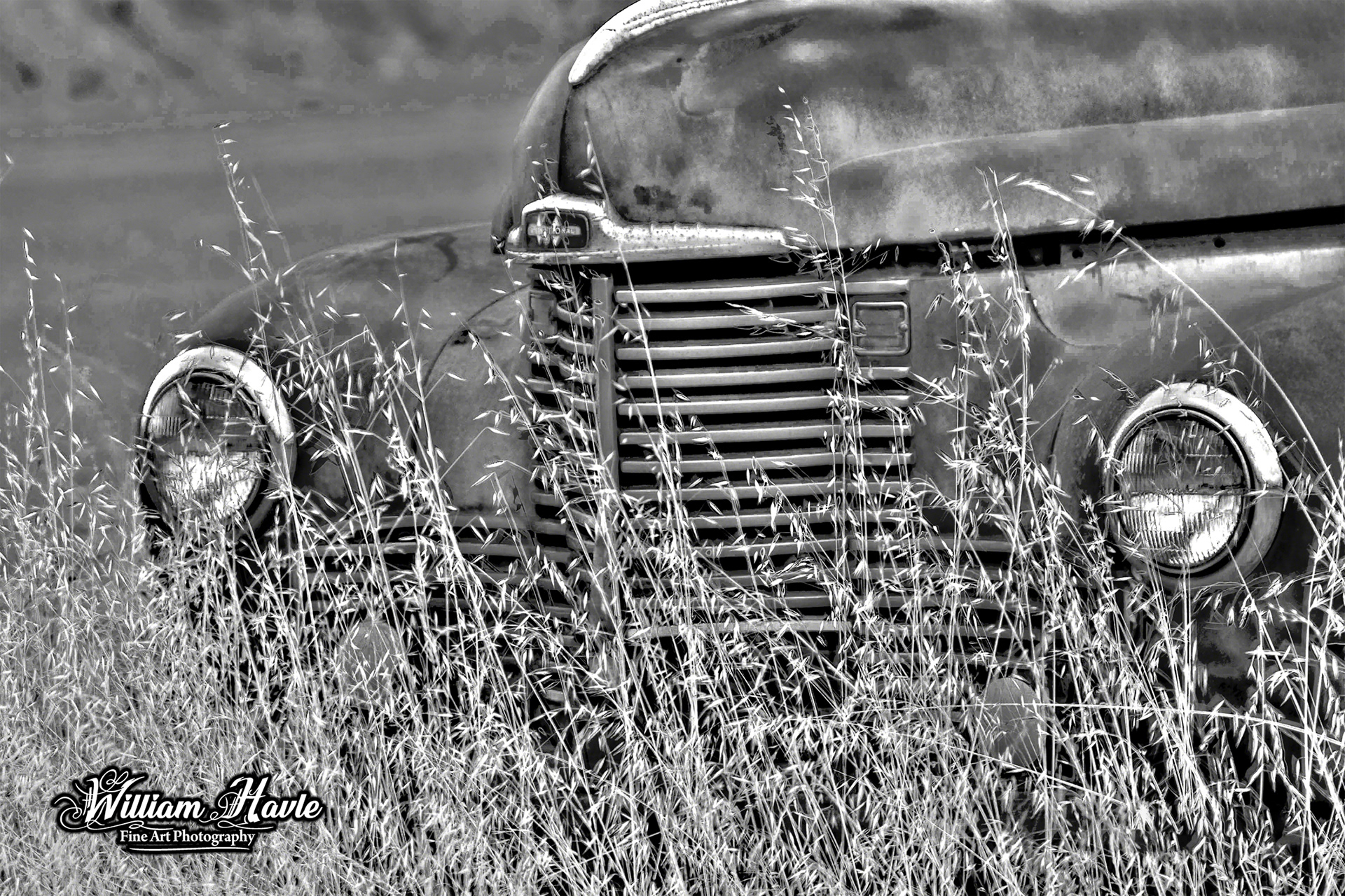 International In The Grass