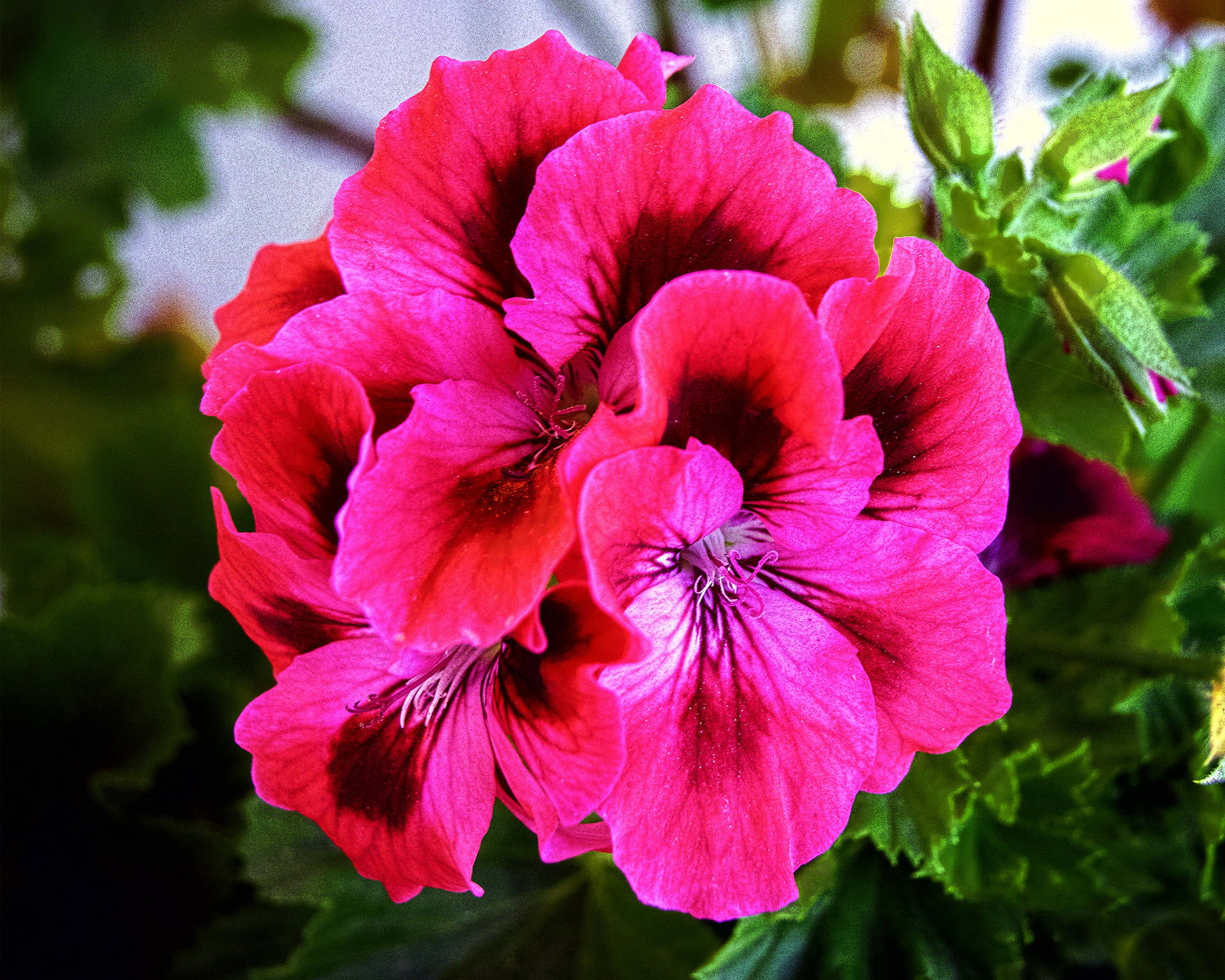 Red Geraniums