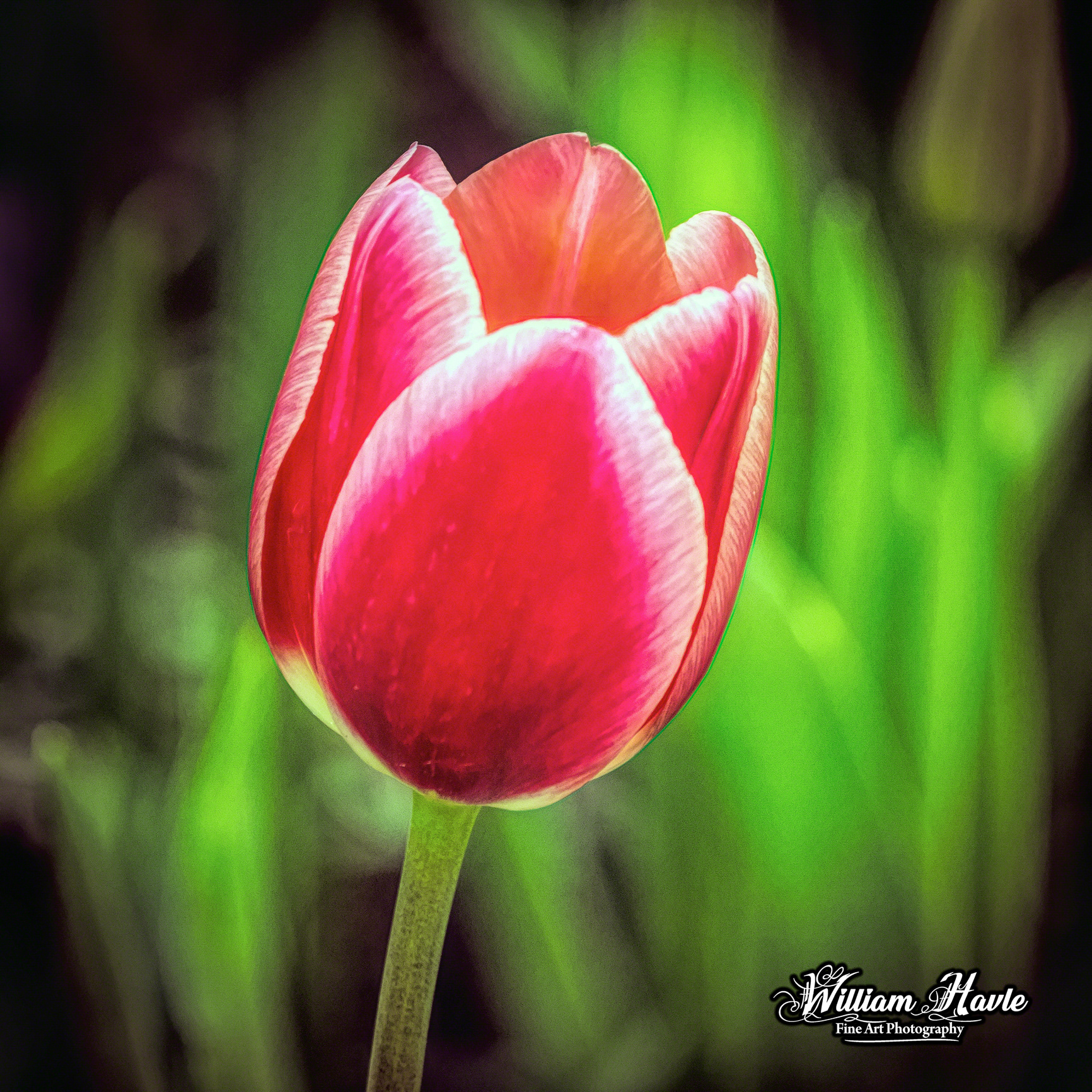 Big Red Tulip