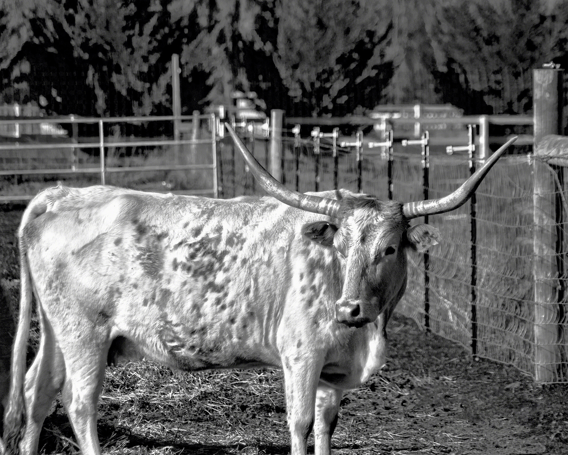 Longhorn Steer Down