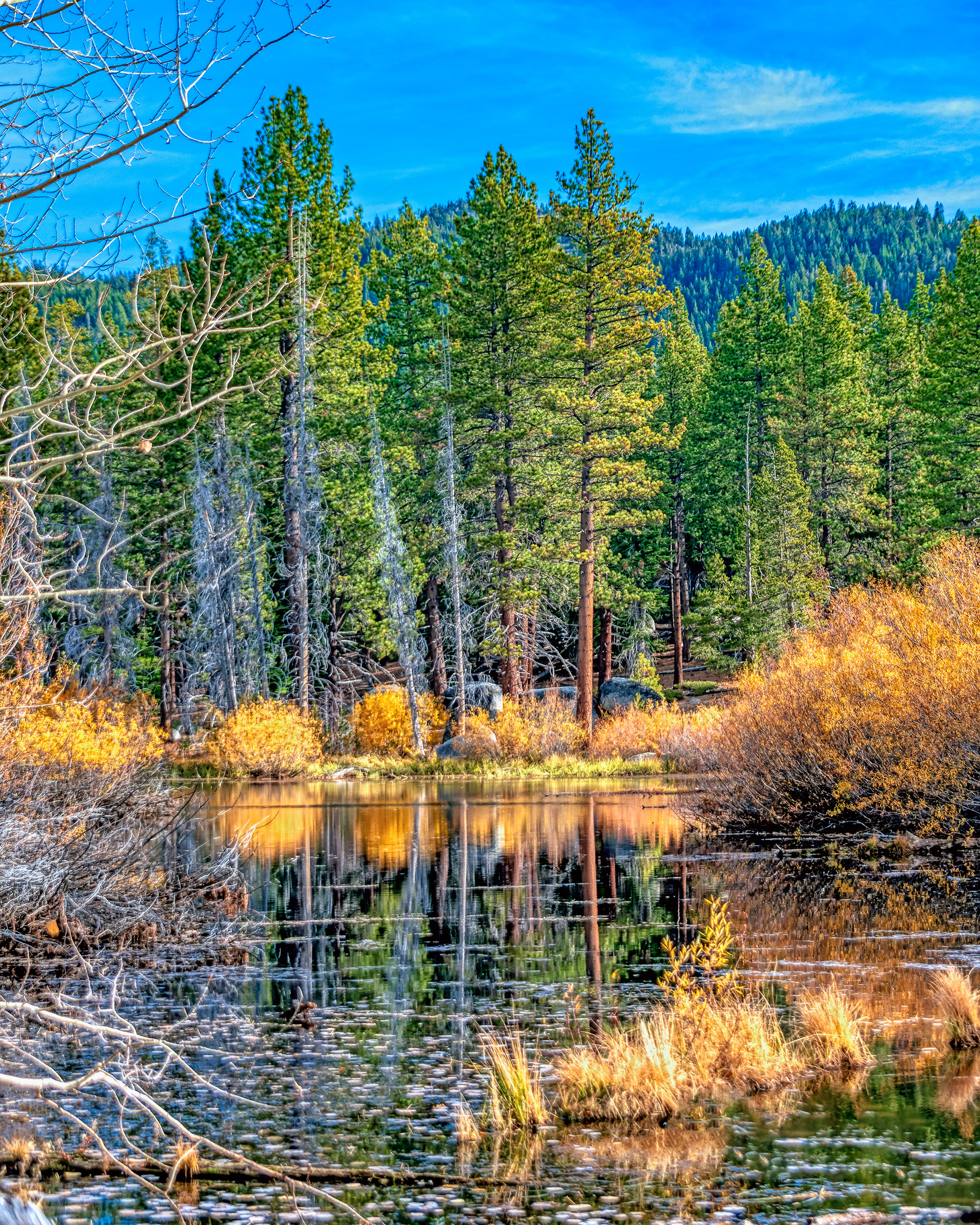 Golden Reflections