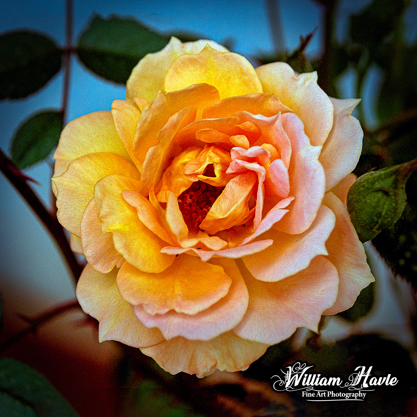 Peachy Rose