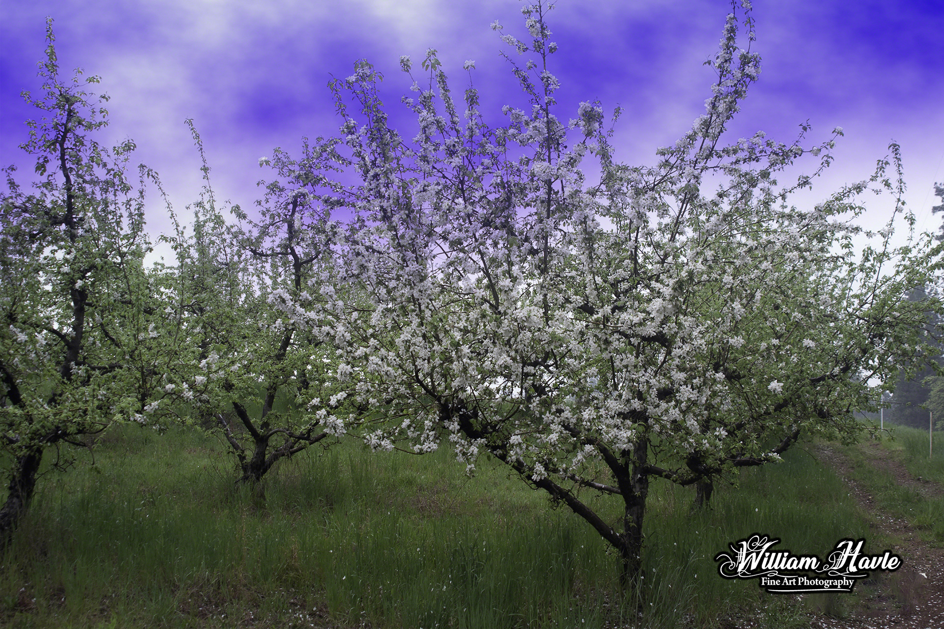 Morning Apple Blooms