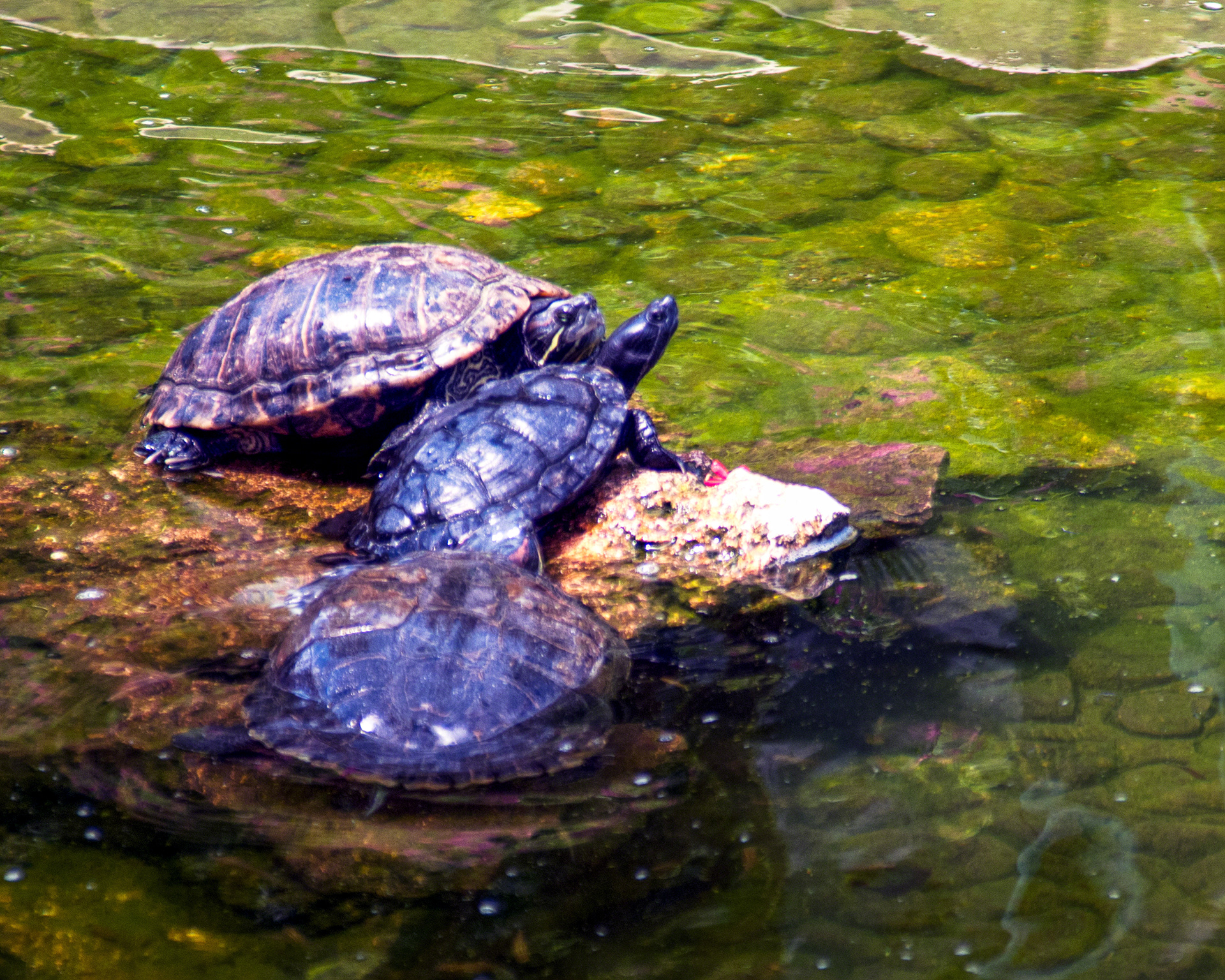 Three Turtles in Cancun