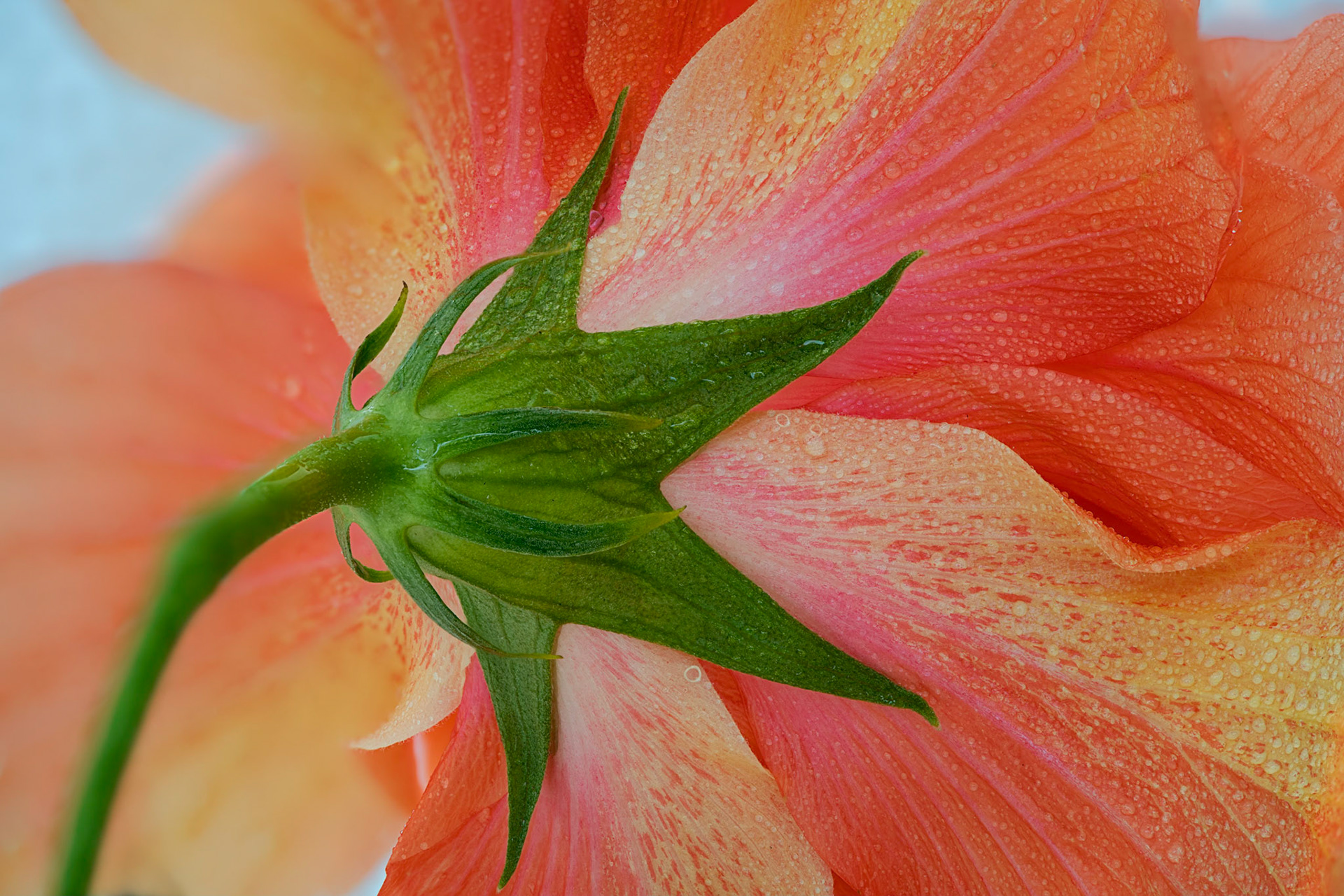 Hibiscus IV