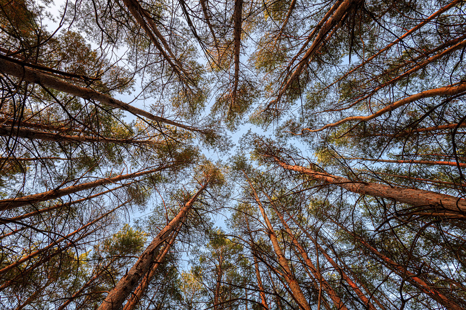 Looking Up