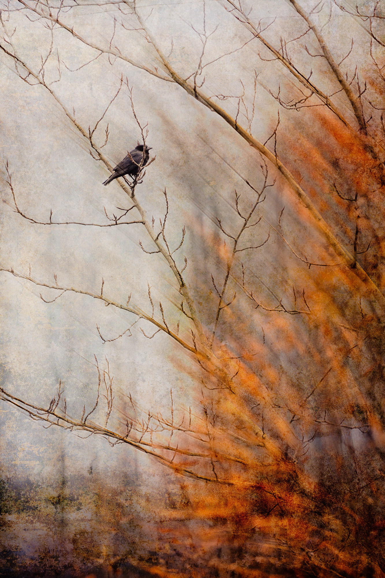 Tenuous Perch