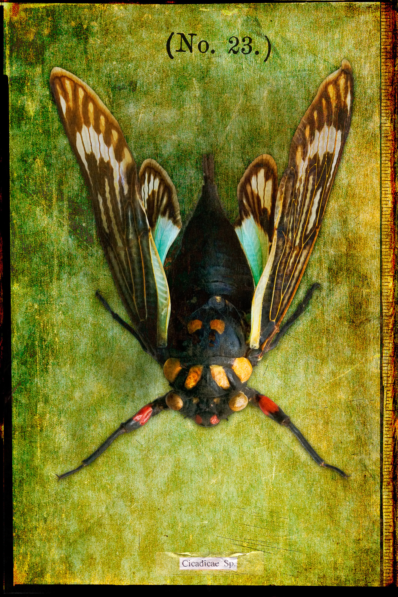 No. 23