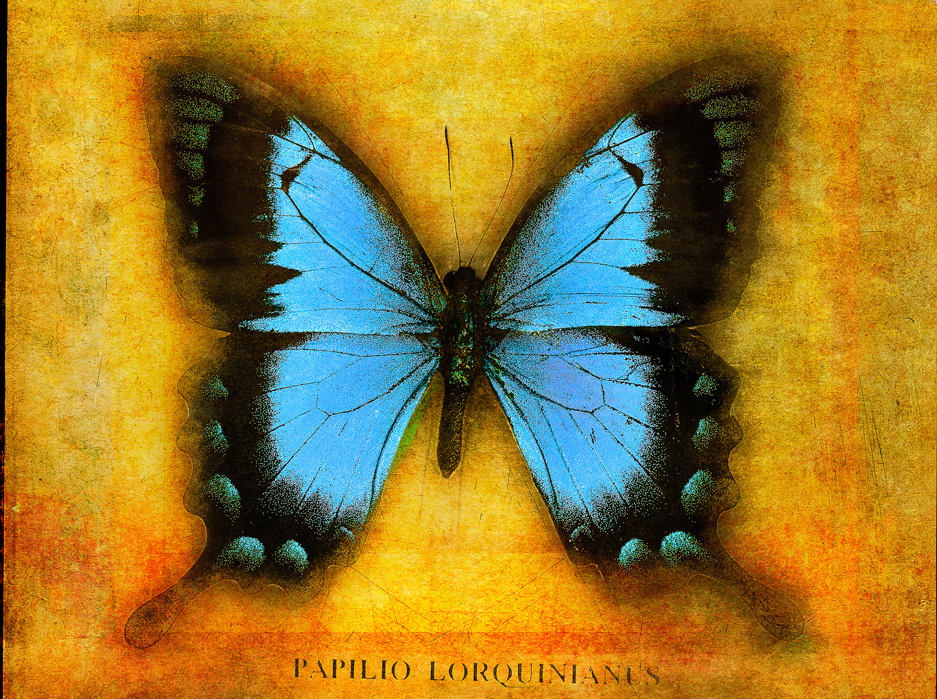 Papilio Lorquinanus