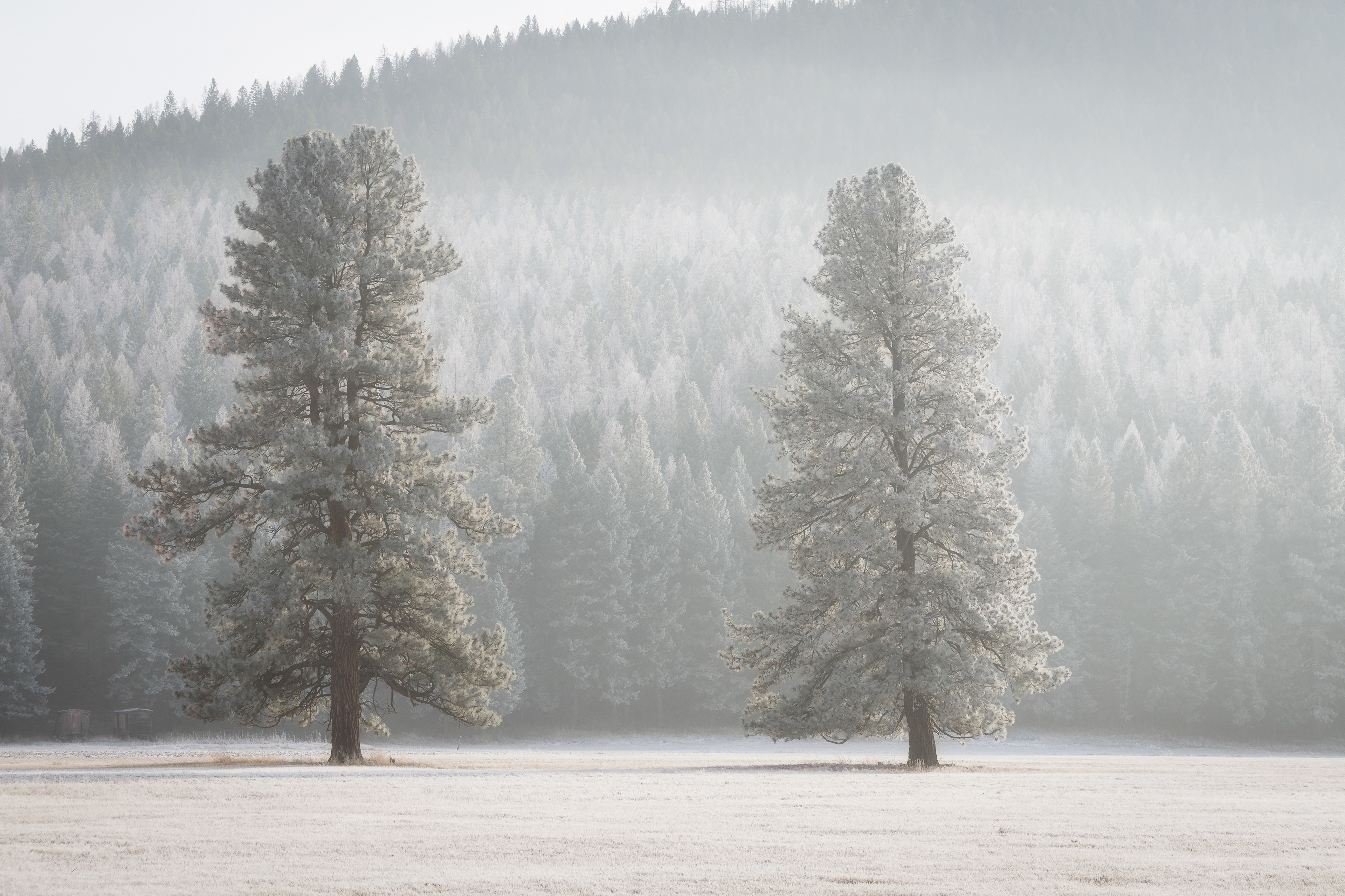 Frosted Pines- Montana