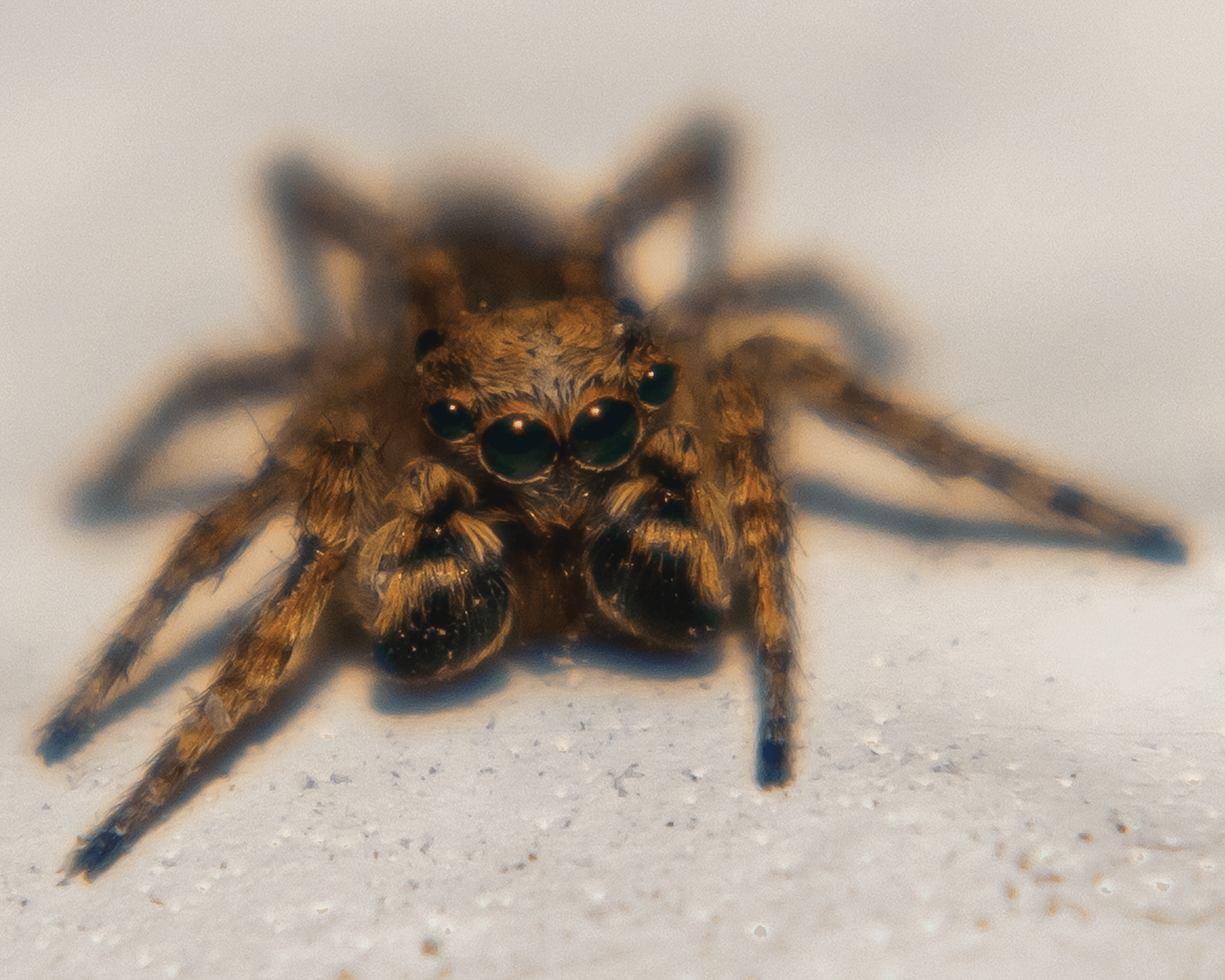 Jumping spider.
