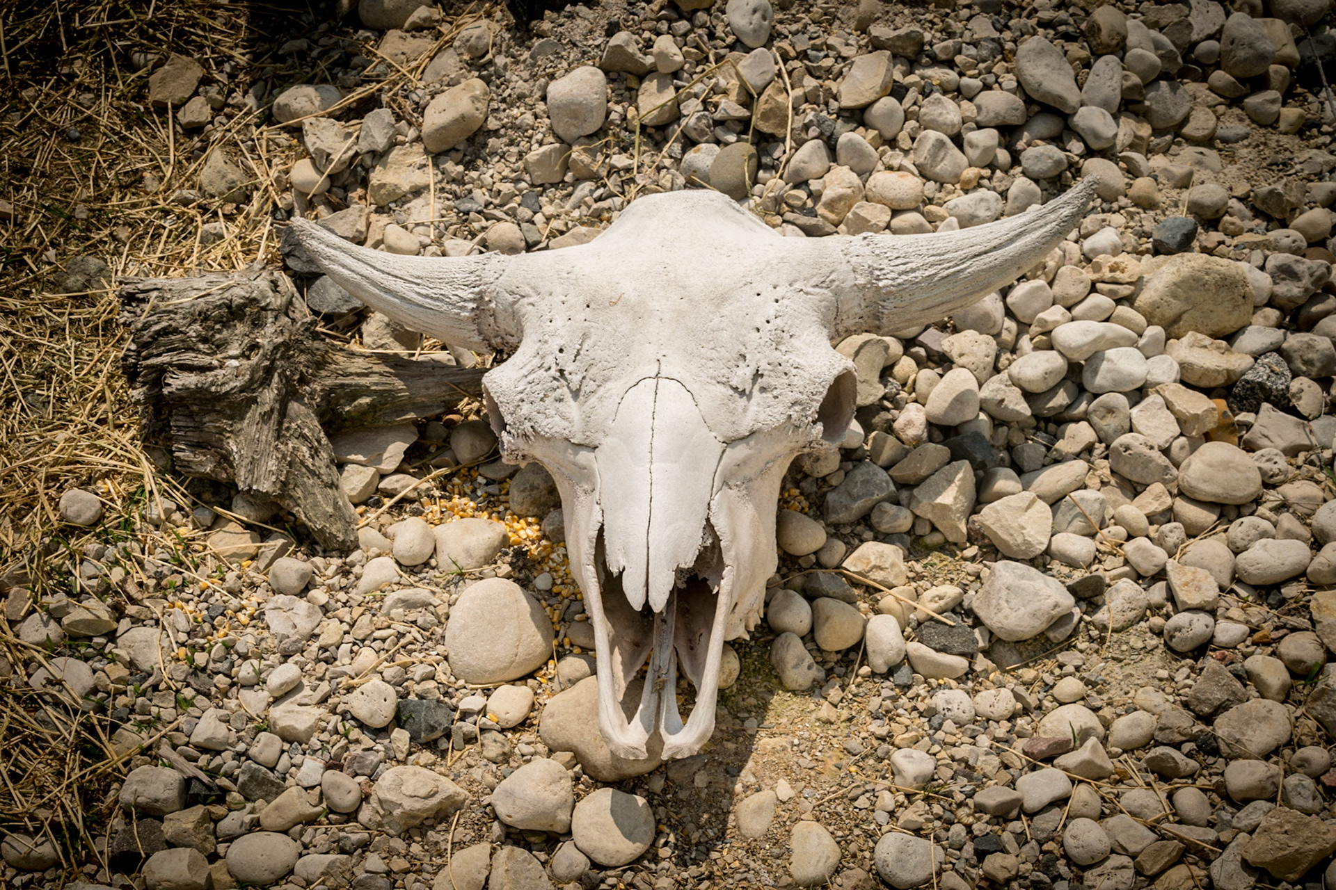 Shalom Wildlife Zoo - 2016-05 - 0233