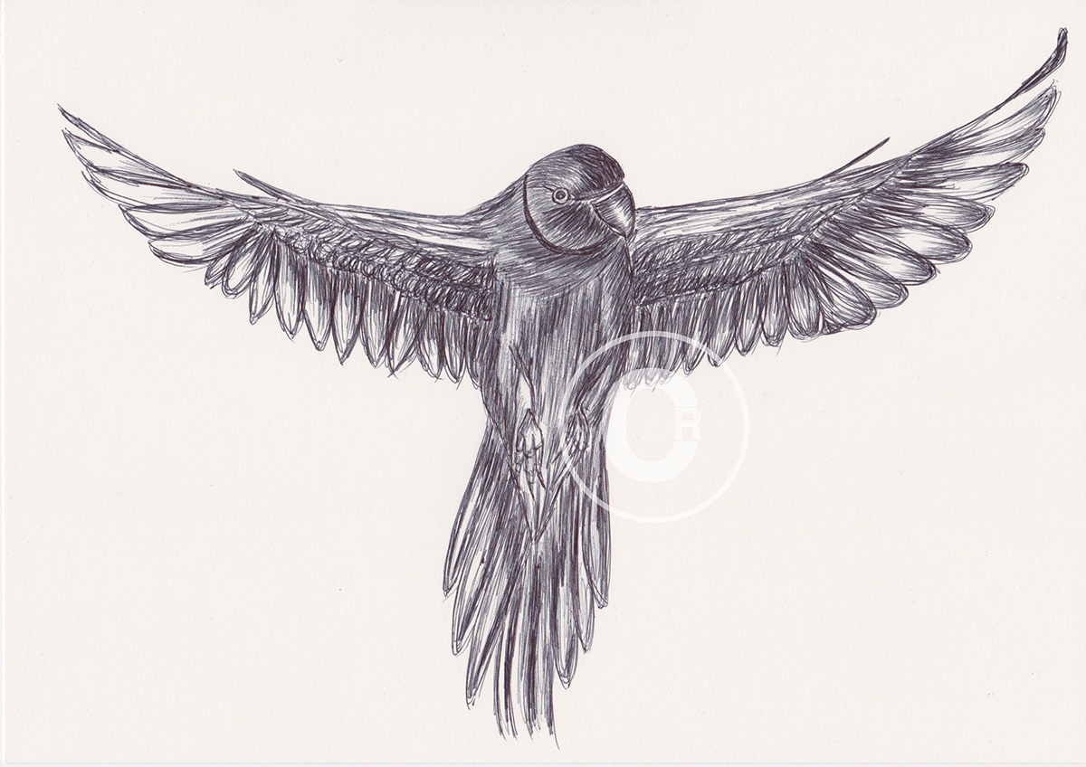 Yoko Yamamoto - Ballpoint Pen Birds