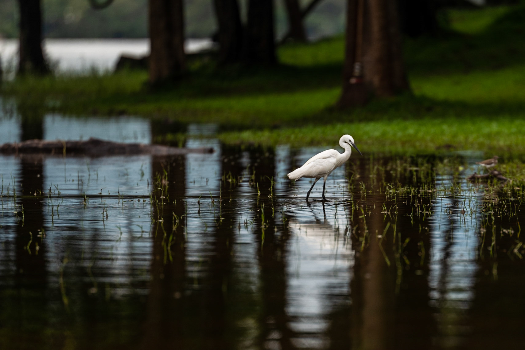 Sri Lanka