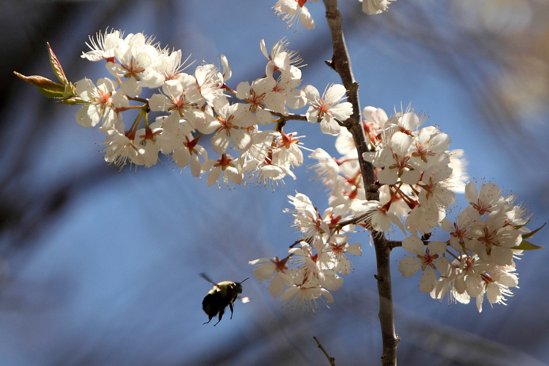 A bumblebee comes in for a landing. Mac campus, April 2010.
