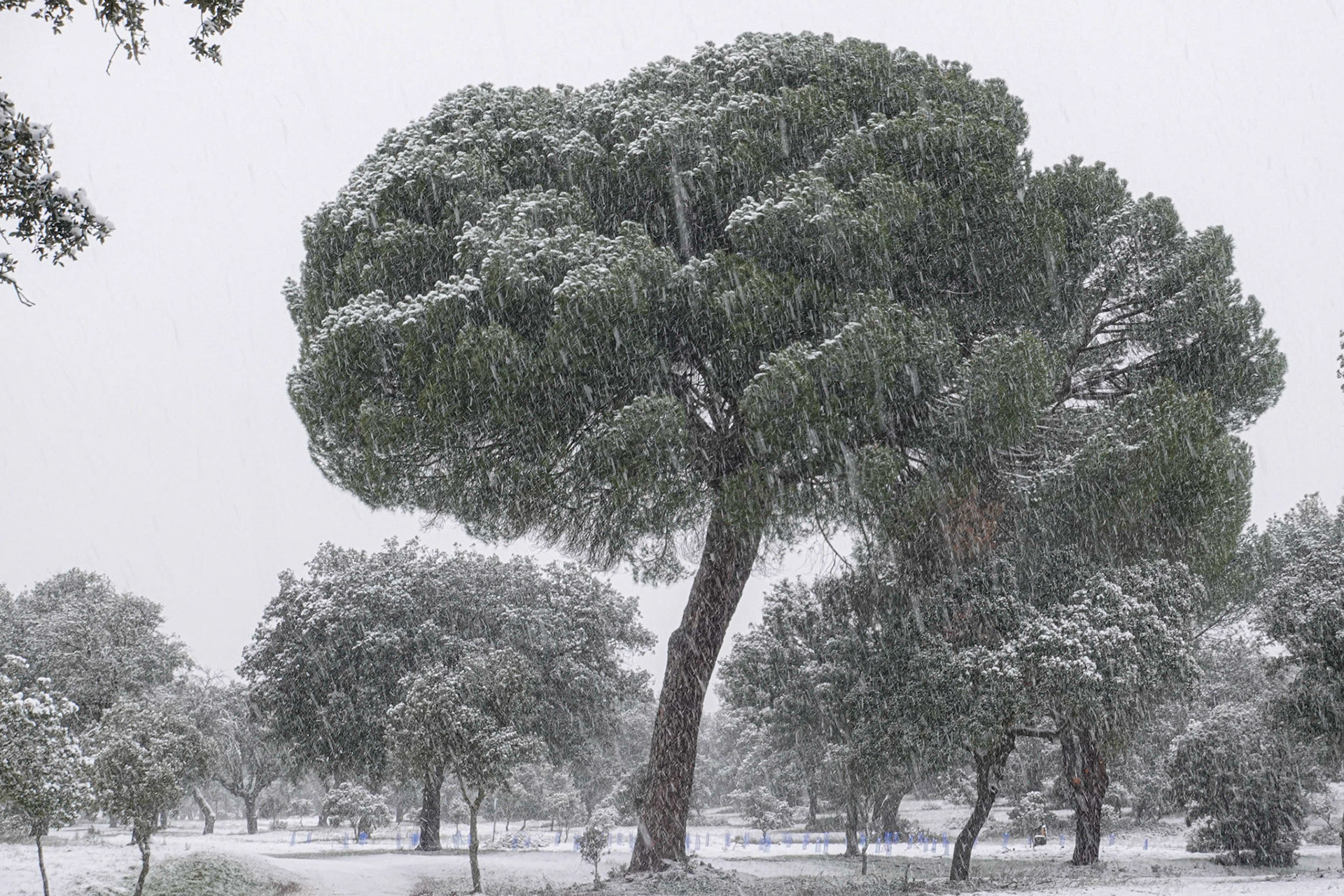 Pinus pinea