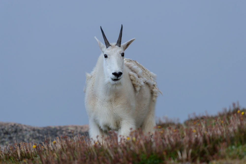 Queen of the Mountains