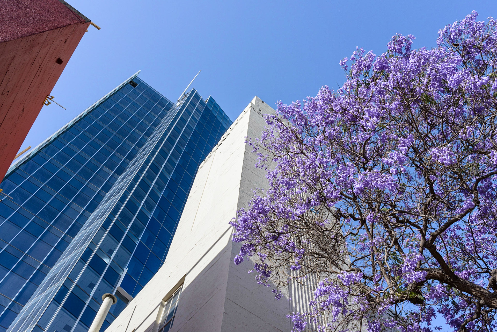 Jacaranda and Fire Station No 4, Gaslamp District, San Diego, 2015