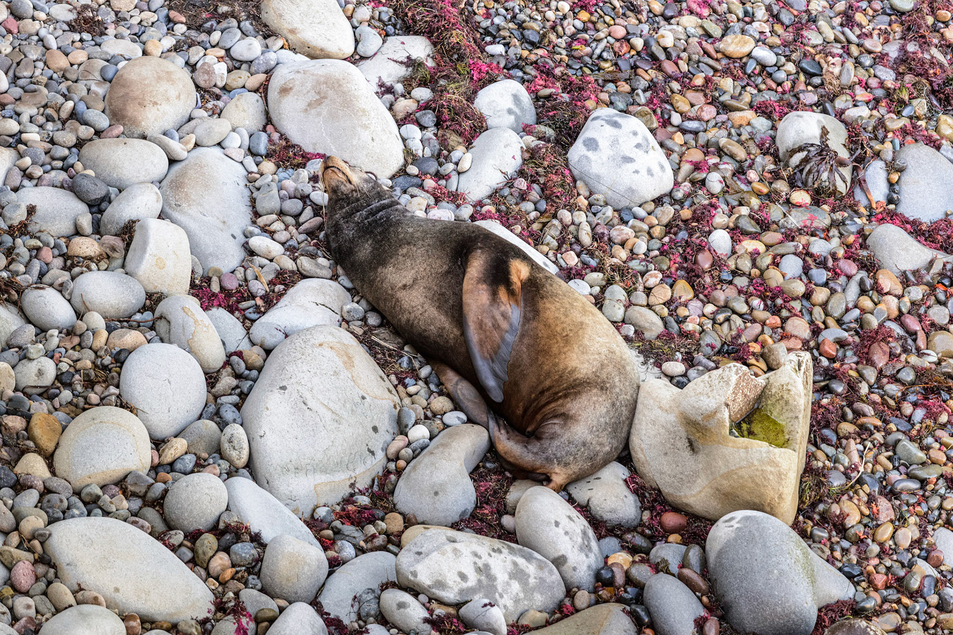 California Sea Lion, La Jolla, 2013