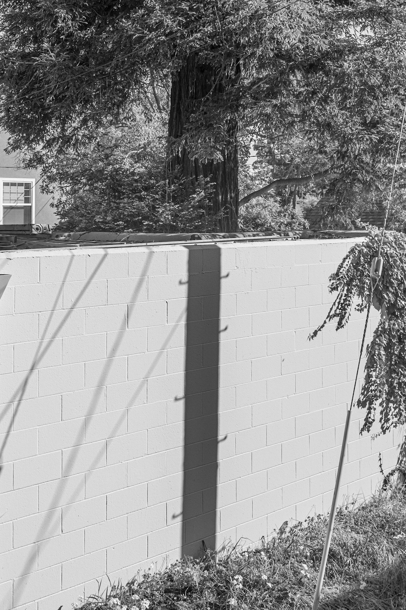 Back Yard, San Luis Obispo, 2019