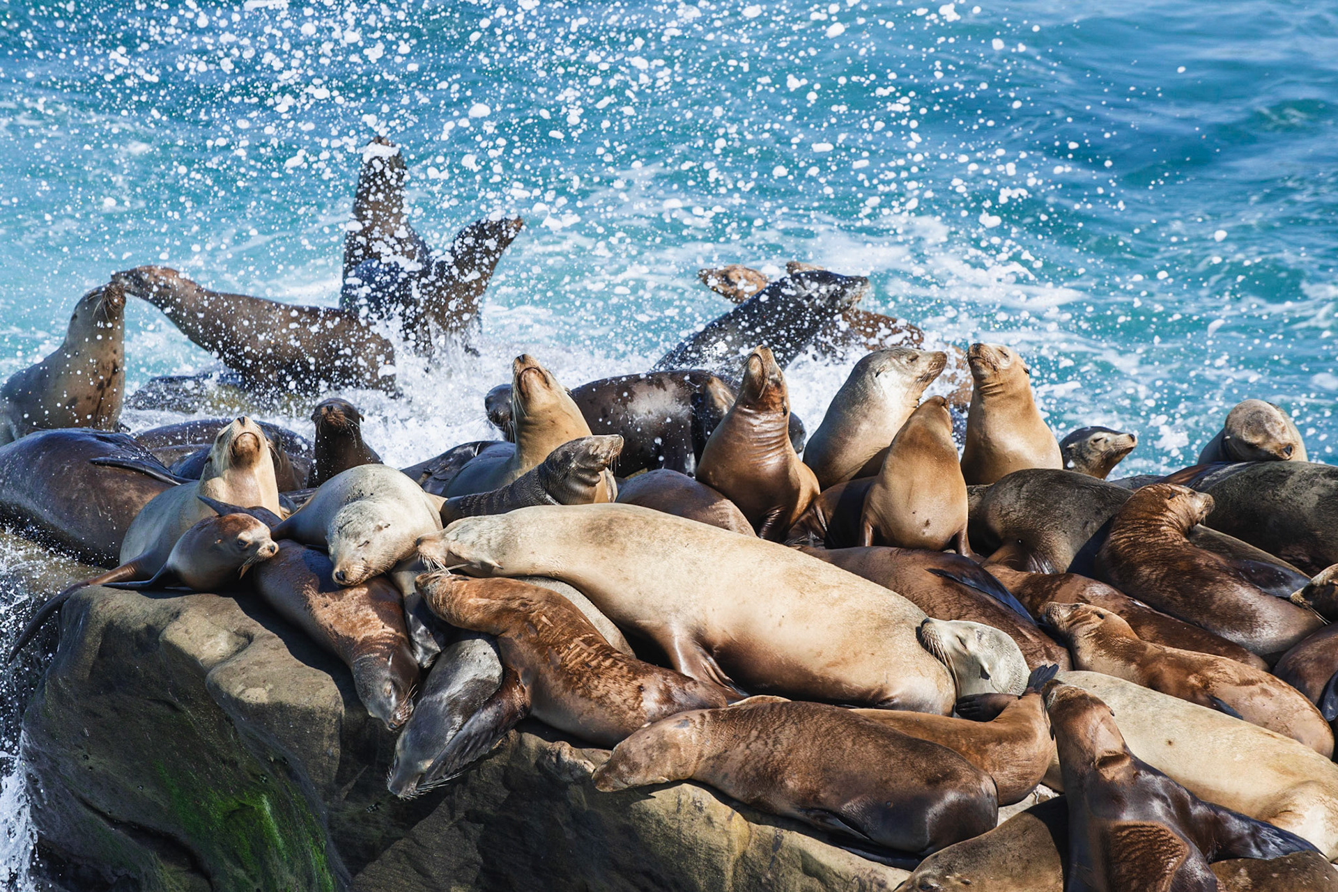 California Sea Lions, La Jolla, 2013