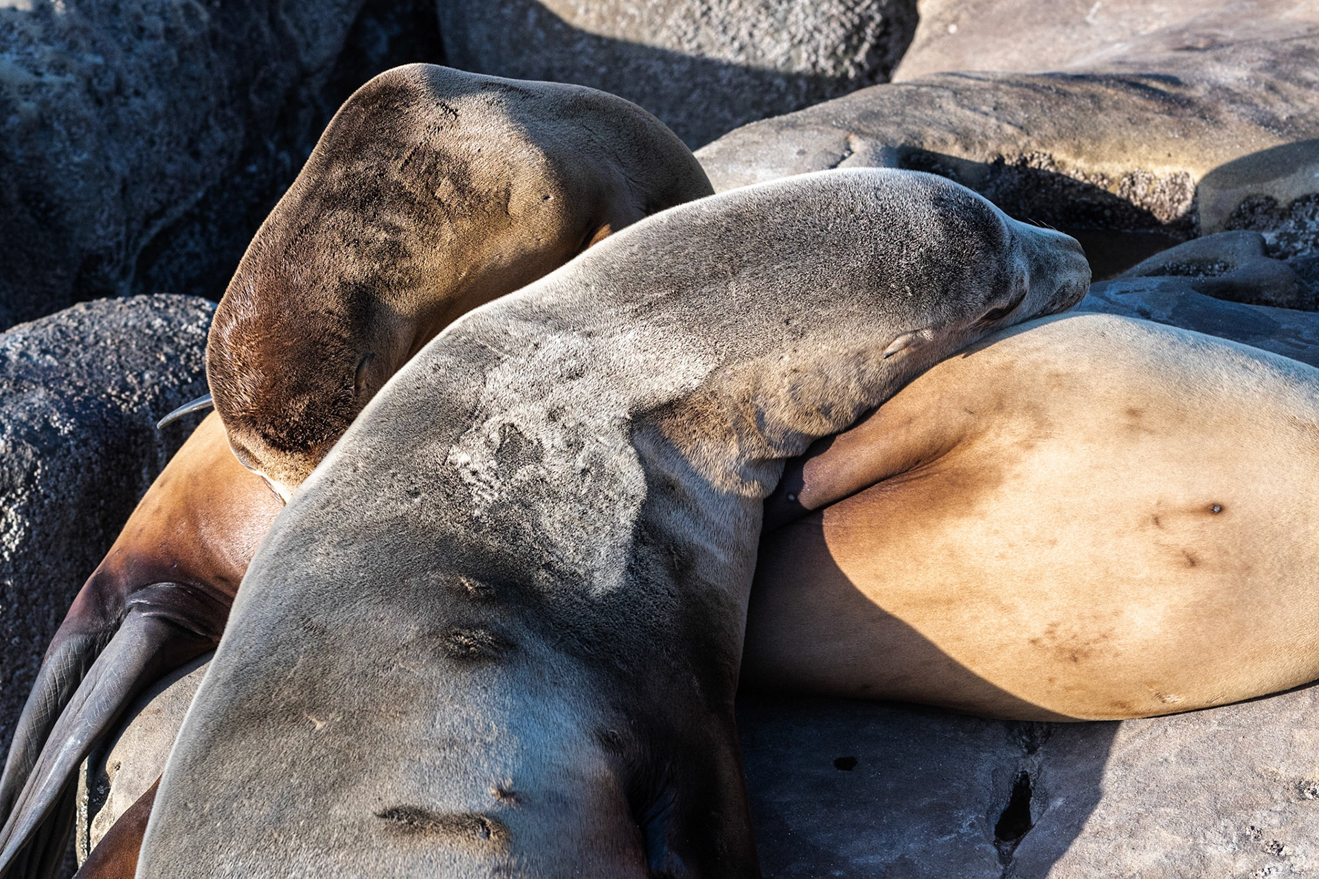 California Sea Lions, La Jolla, 2018