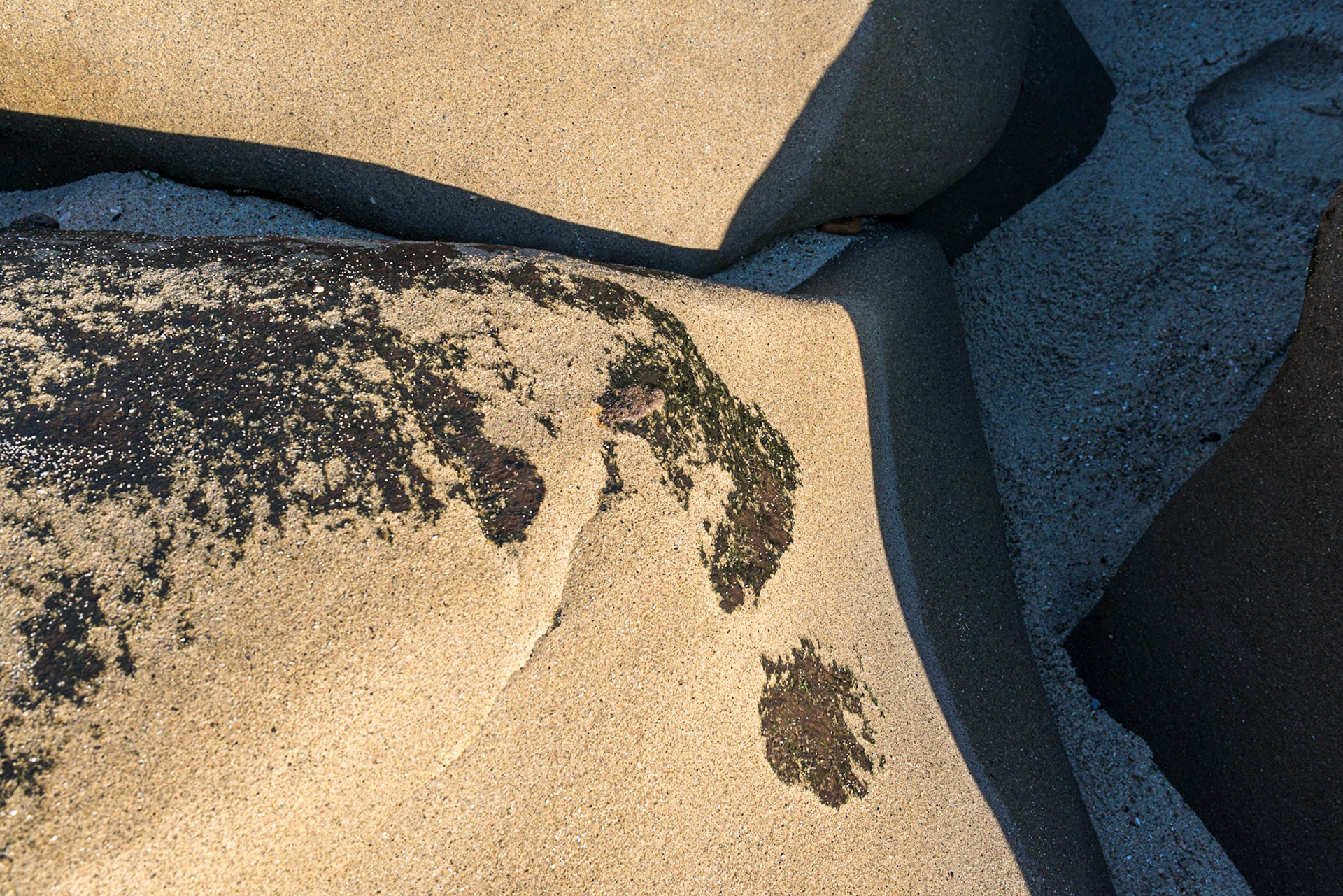 La Jolla Coastal Rock Study 33, 2016