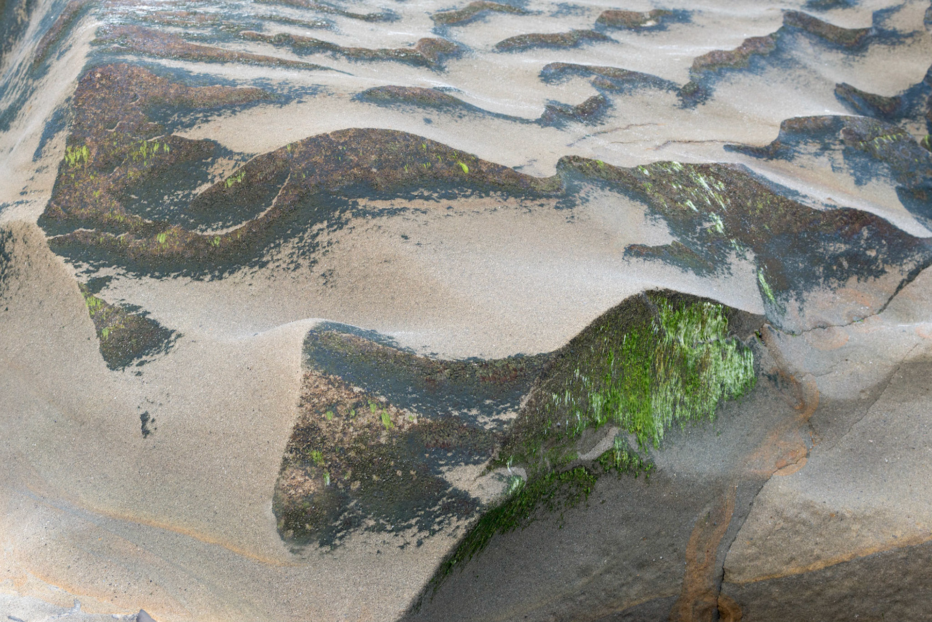 La Jolla Coastal Rock Study 29, 2016