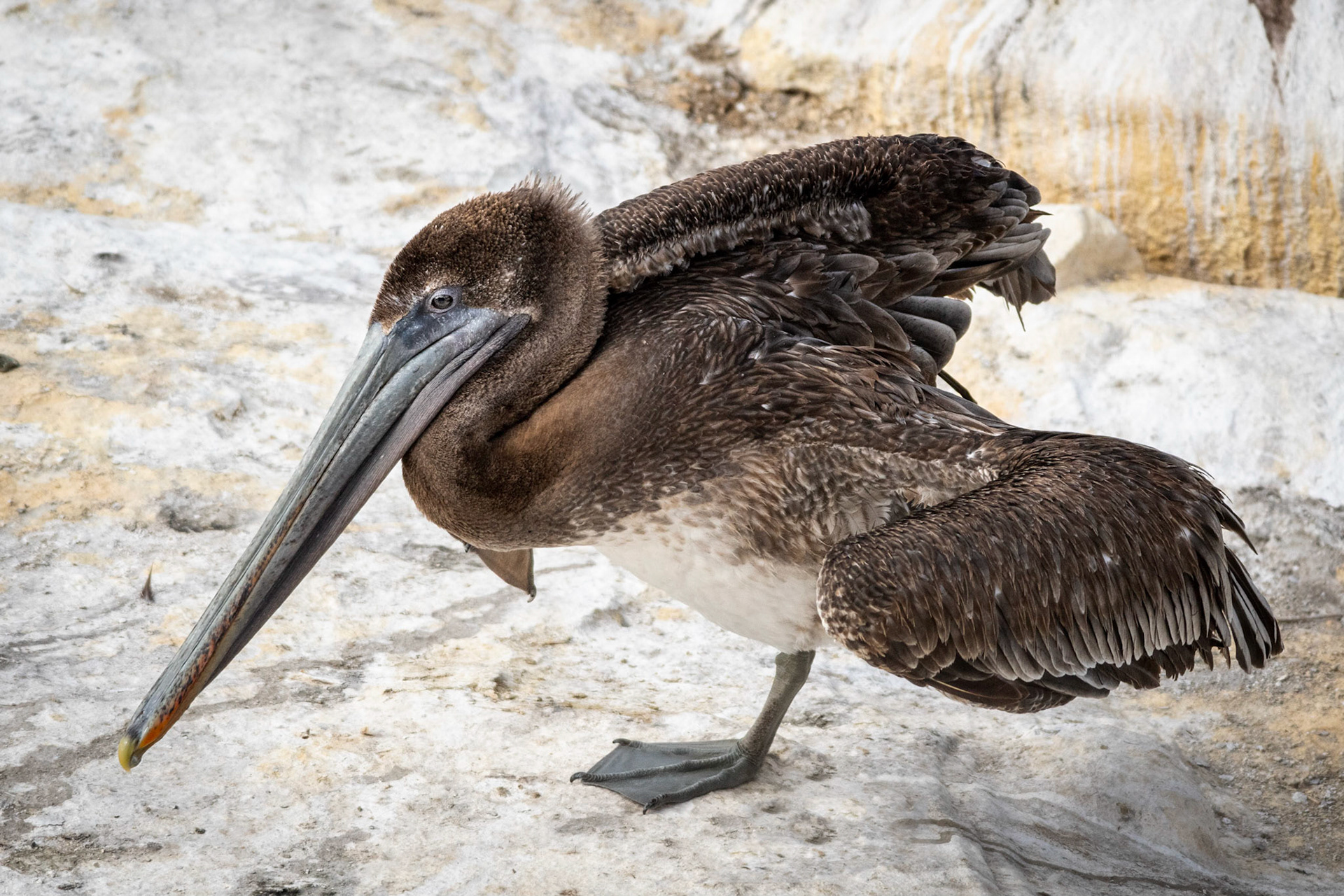 California Brown Pelican, La Jolla, CA