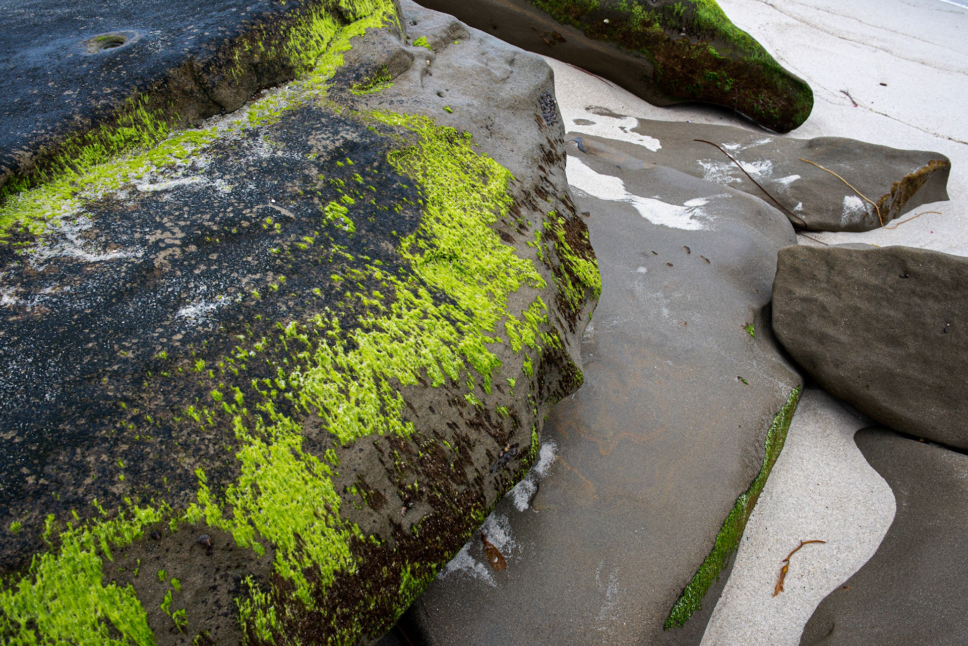 La Jolla Coastal Rock Study 11, 2015