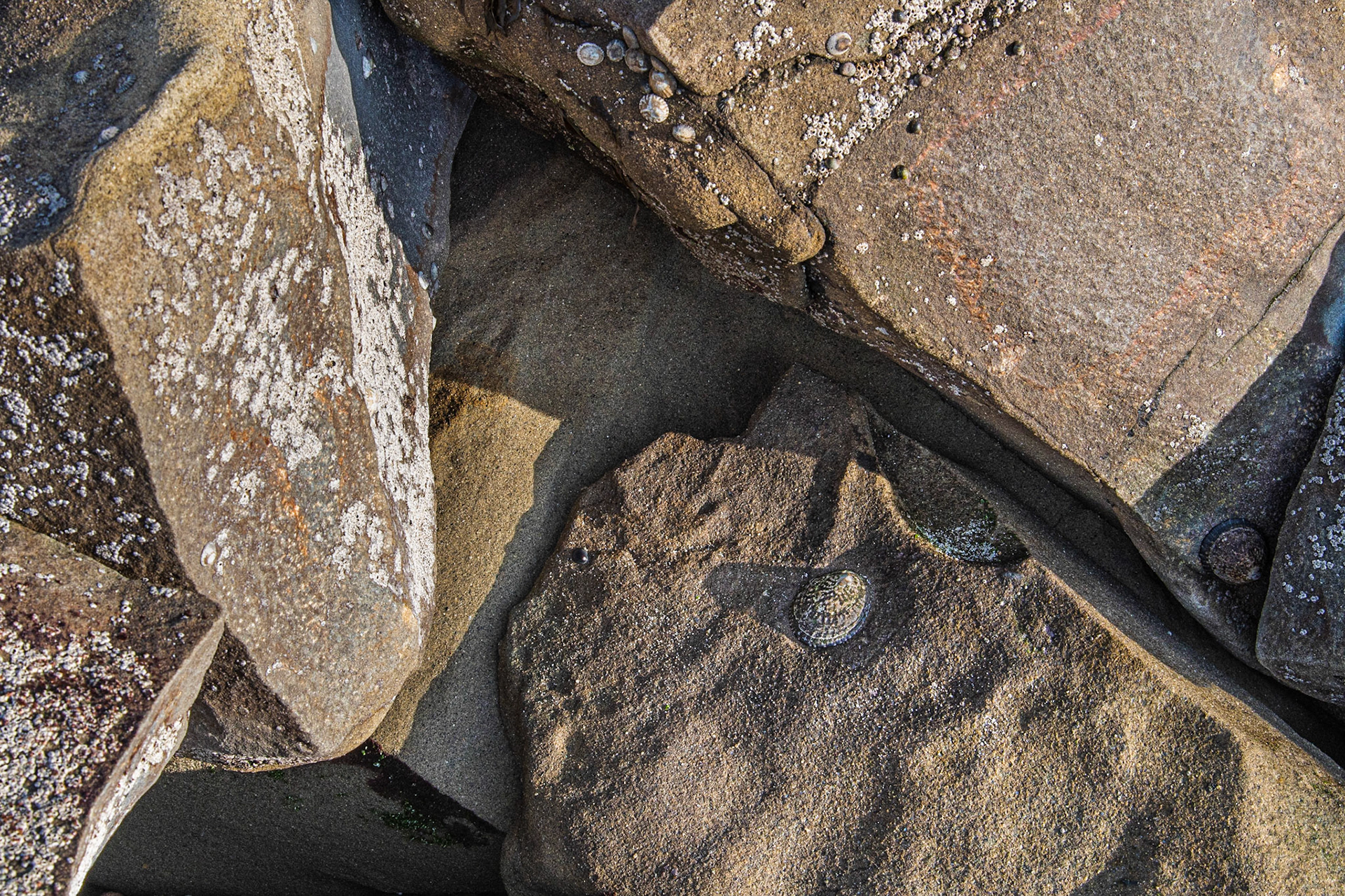 La Jolla Coastal Rock Study 40, 2019