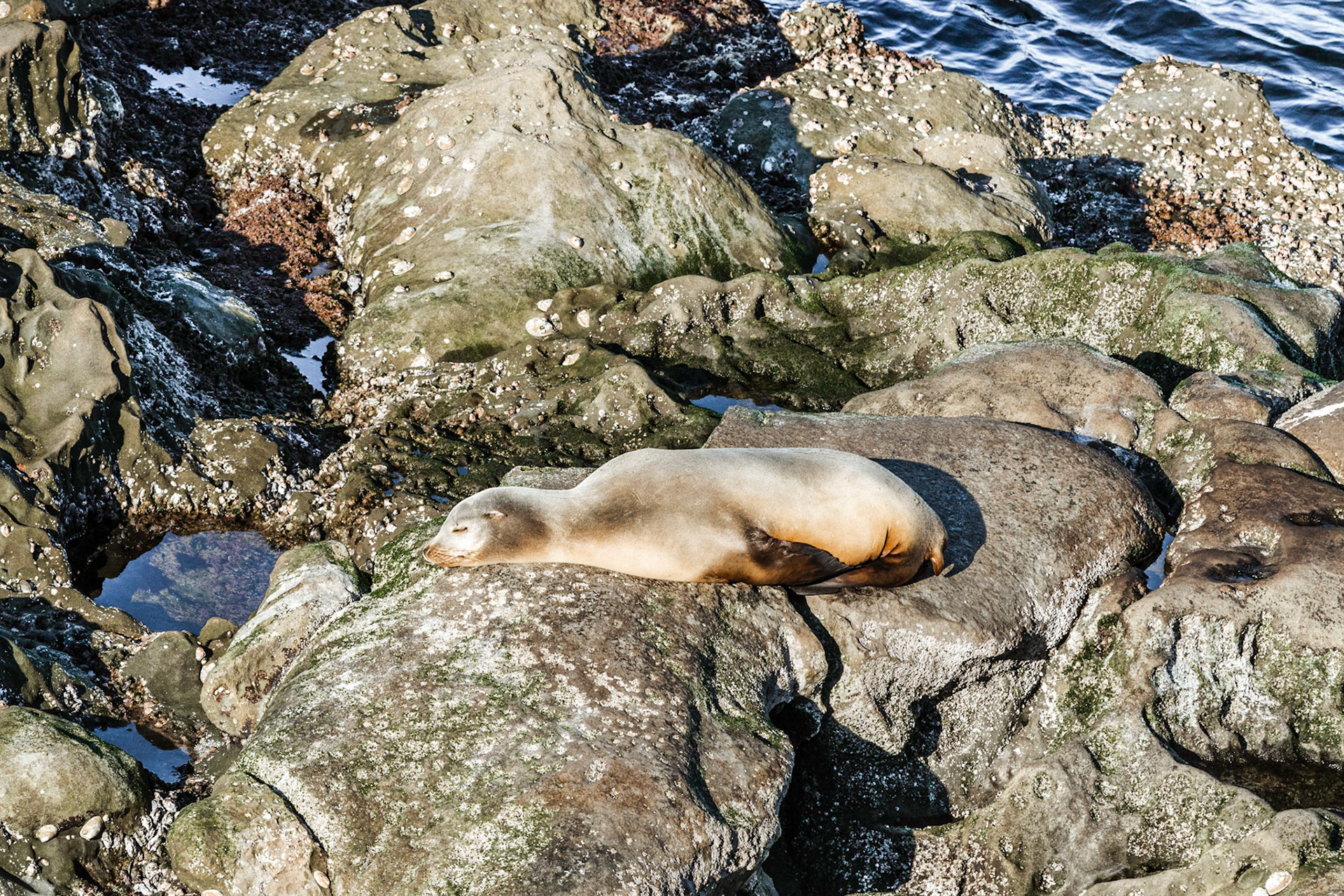 California Sea Lion, La Jolla, 2015