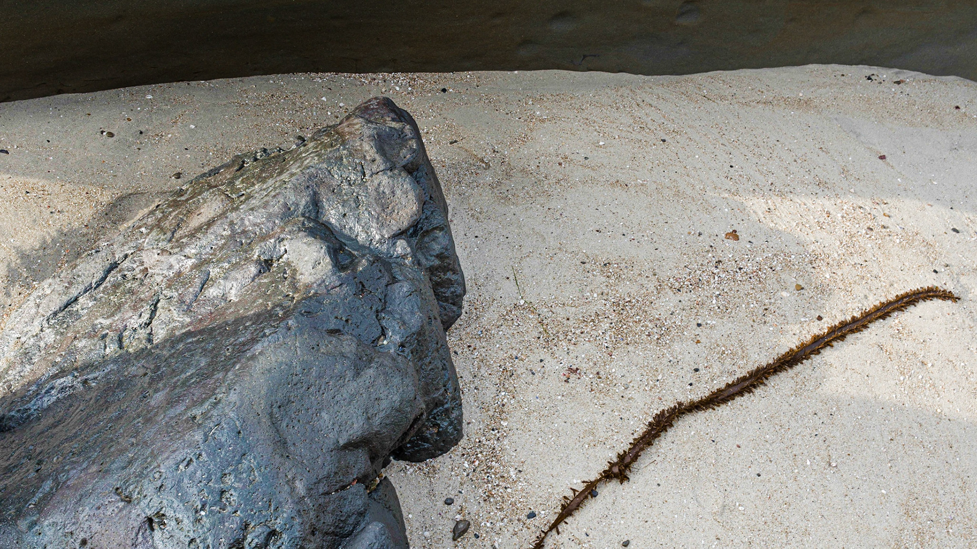 La Jolla Coastal Rock Study 30, 2016