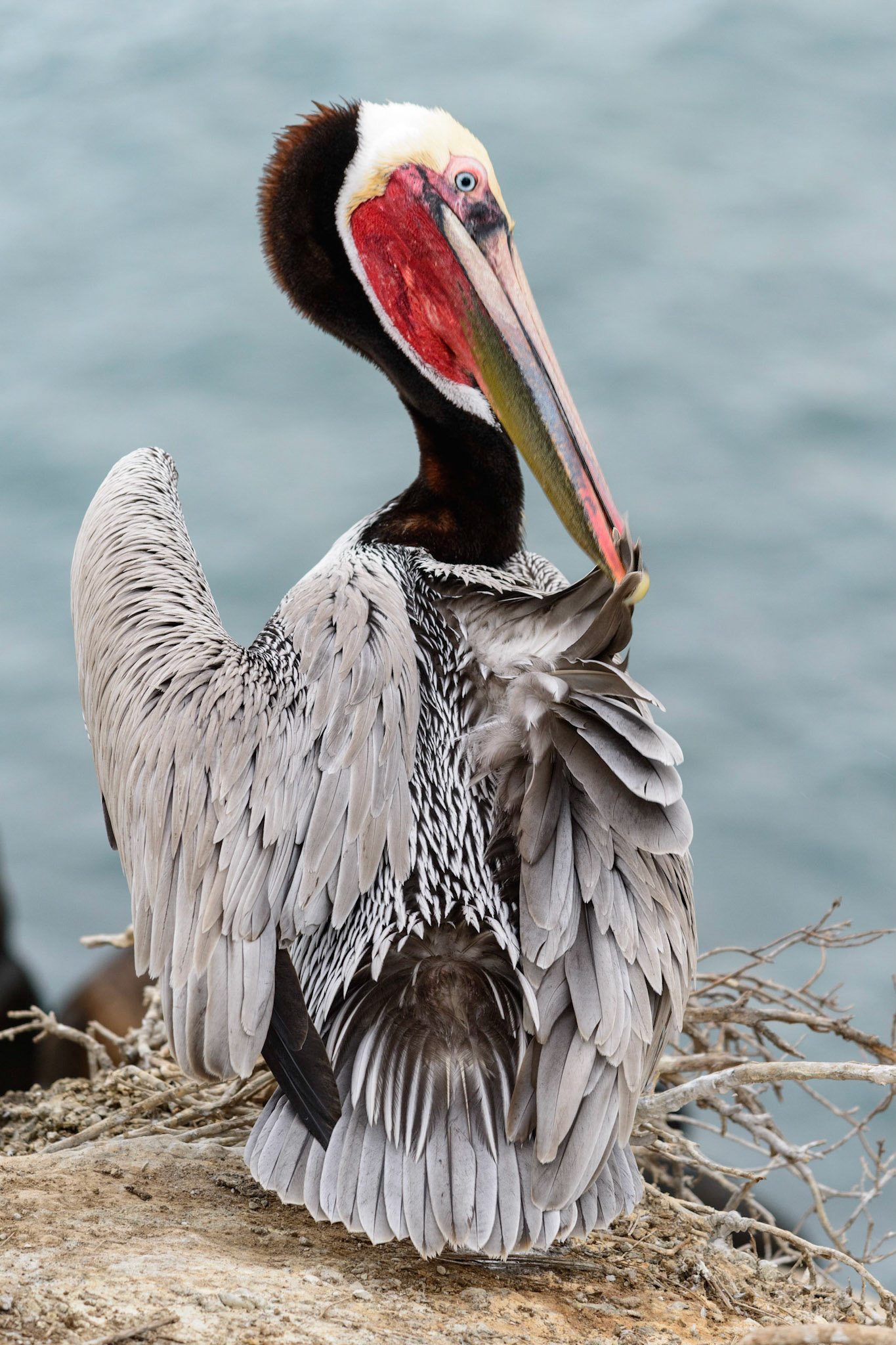 California Brown Pelican, La Jolla, CA, 2015