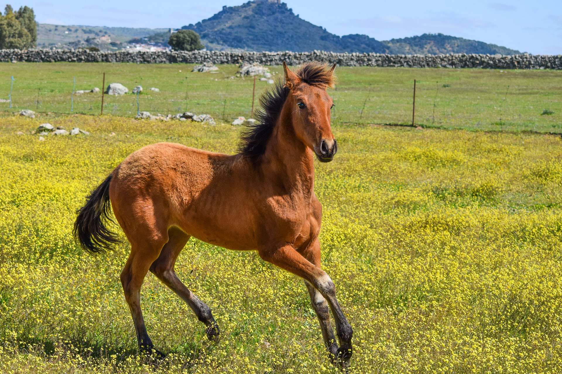Electra Real (Veterano VI x Gramola) PRE filly. © CavalReal