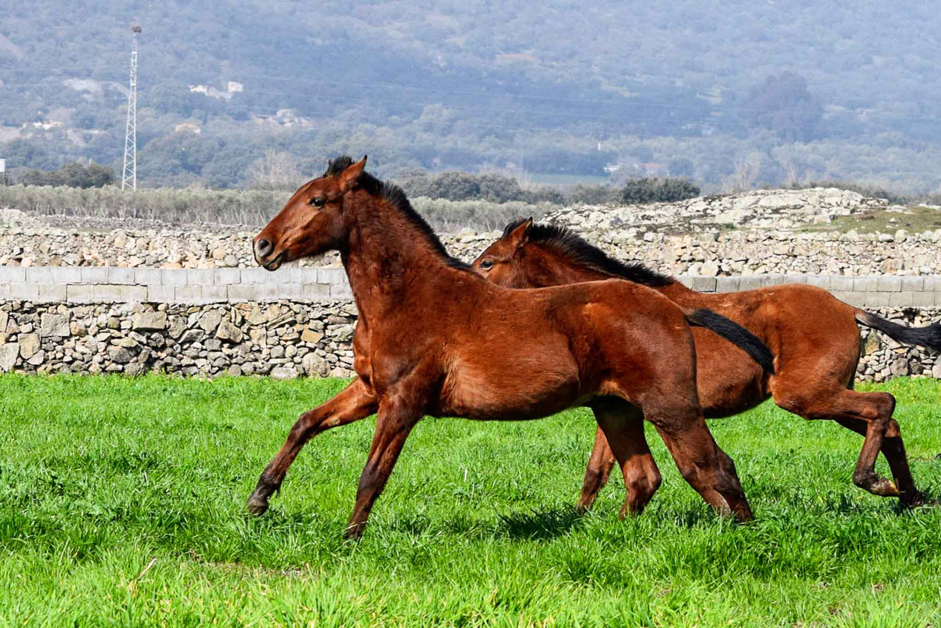 Winter pasture in Spain