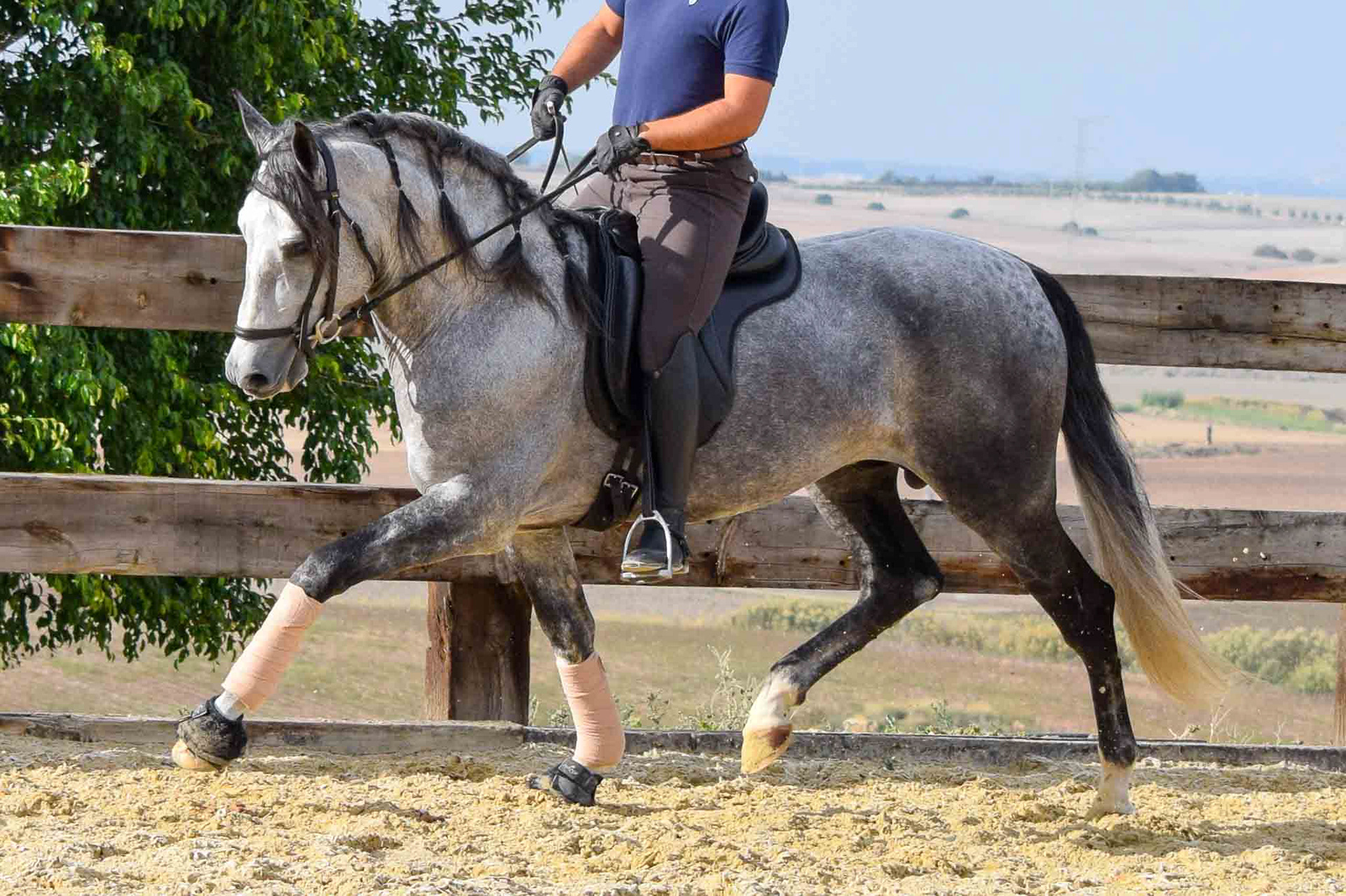 Atila Real, PRE Andalusian Stallion, 4 years / años. © CavalReal